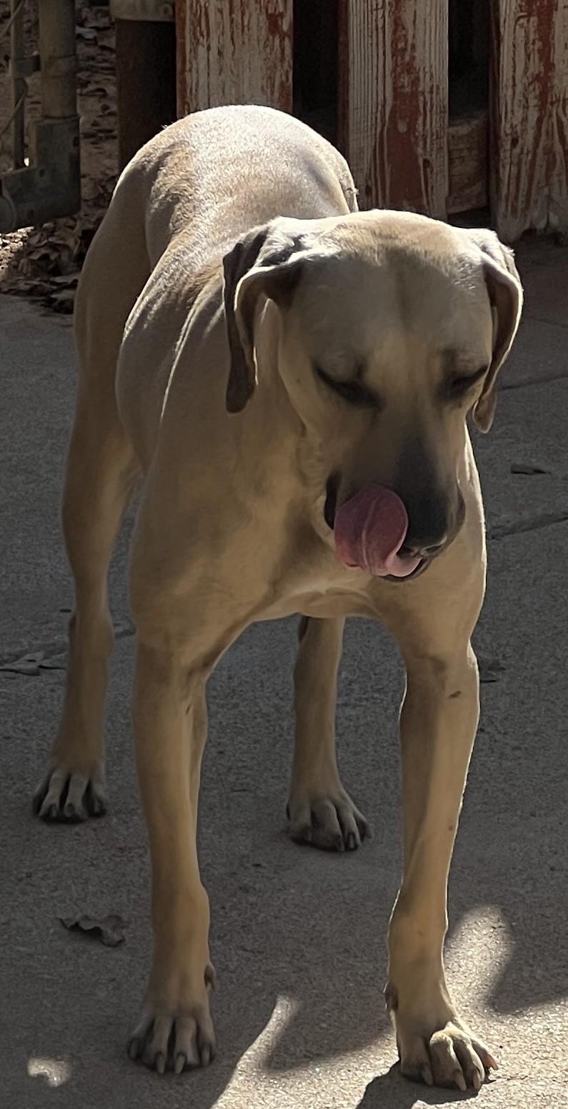 Enlarge Annie, a Adoptable mixed breed in Paradise, TX image 4/5