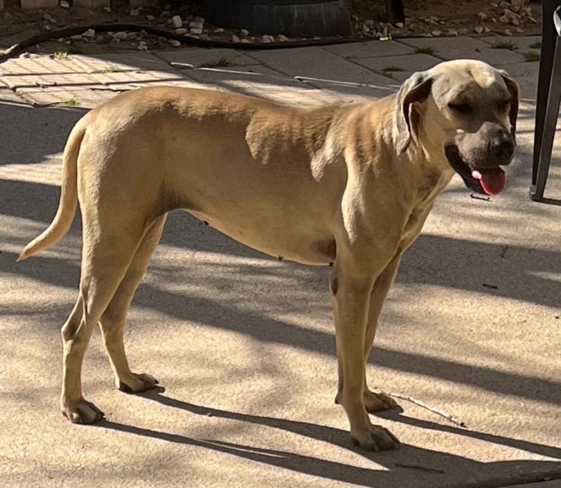 Enlarge Annie, a Adoptable mixed breed in Paradise, TX image 5/5