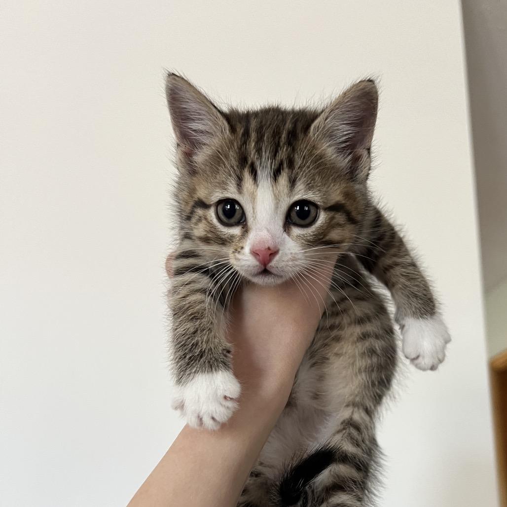 Enlarge Raspberry, a Adoptable Domestic Short Hair in Ruckersville, VA image 1/1