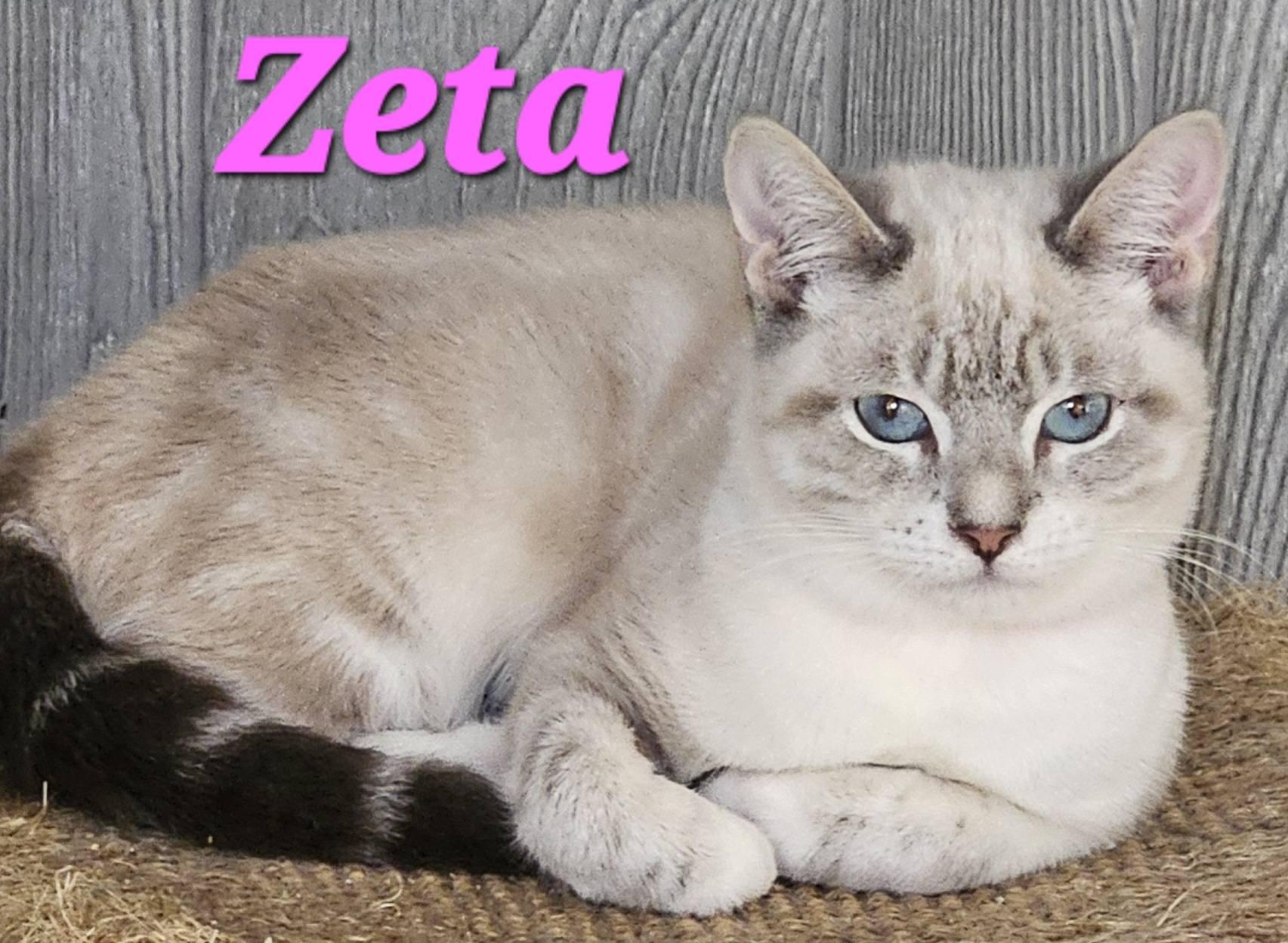 Enlarge Zeta, an adopted Siamese in Macon, GA image 3/4