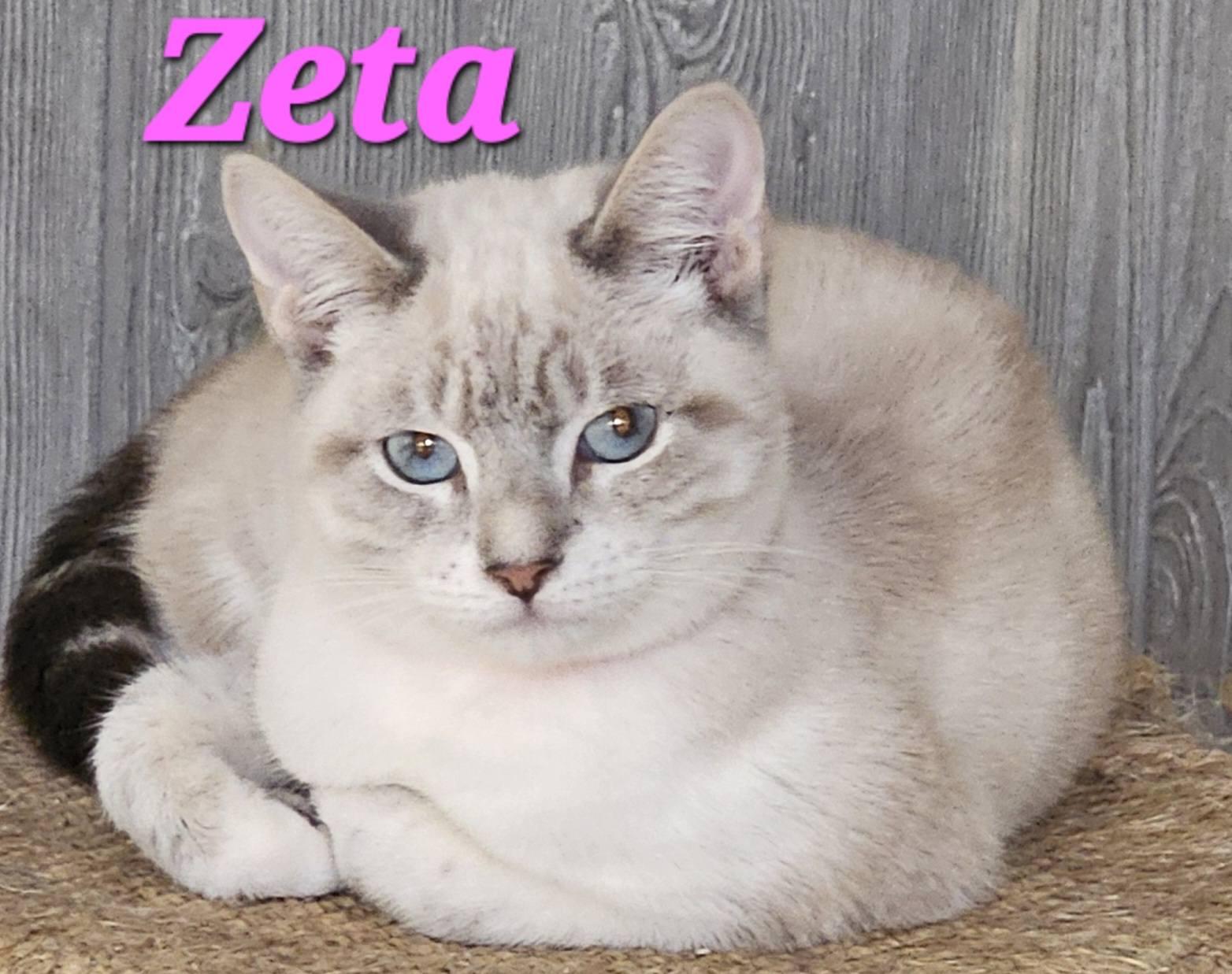 Zeta, adopted, Young Female Siamese.