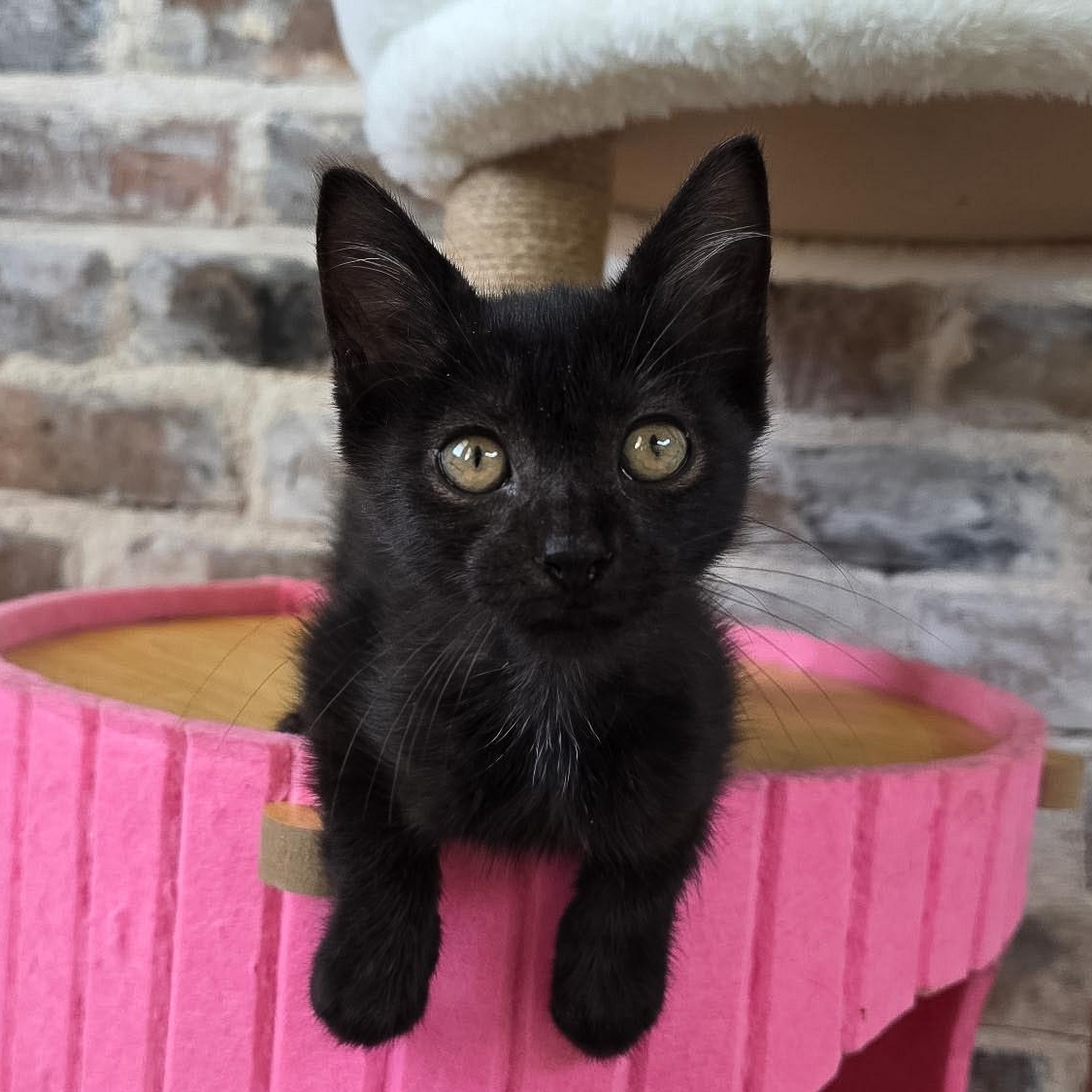 Curtis, Adoptable, Young Male Domestic Short Hair.