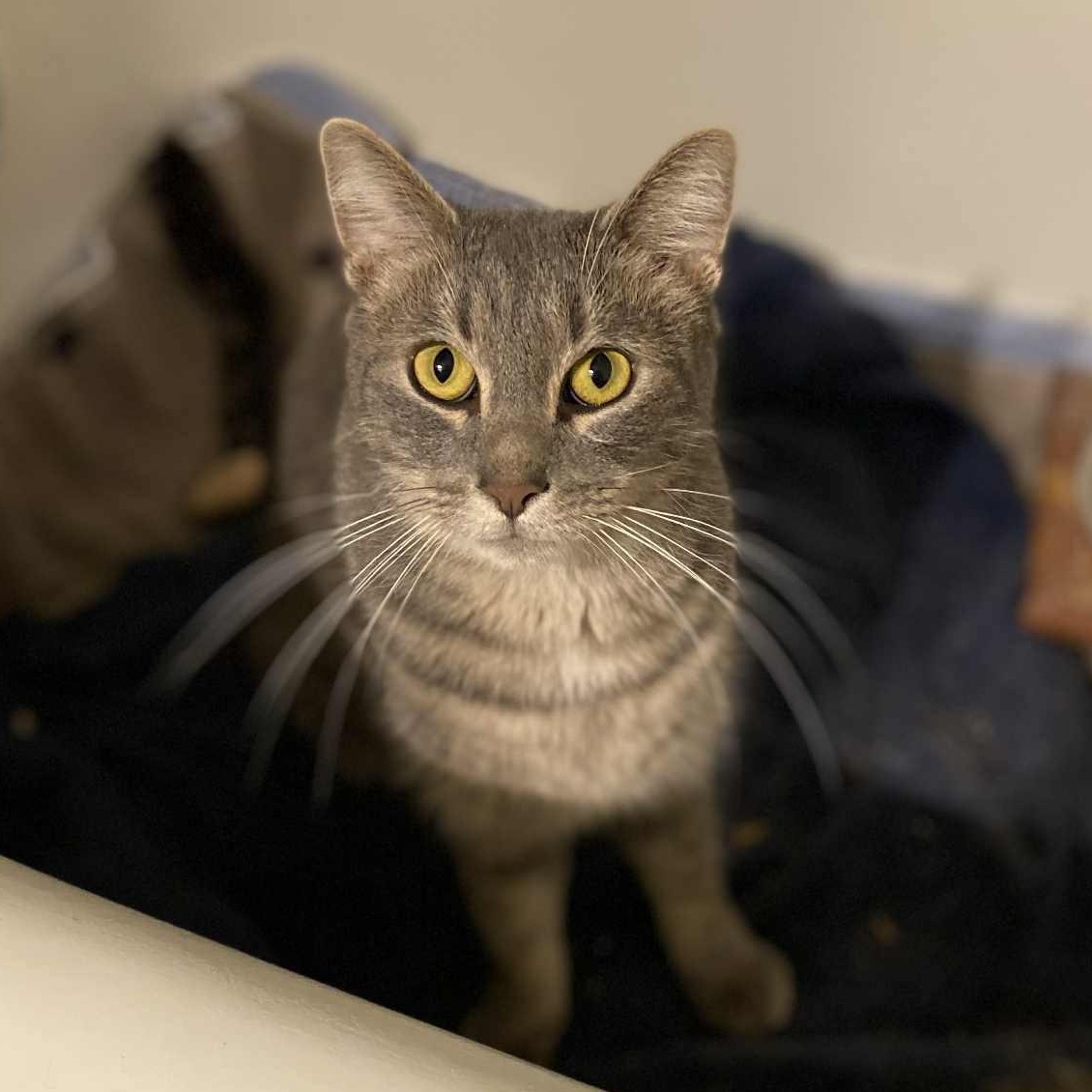 Enlarge Mac, a Adoptable Domestic Short Hair in Royal Oak, MI image 4/5