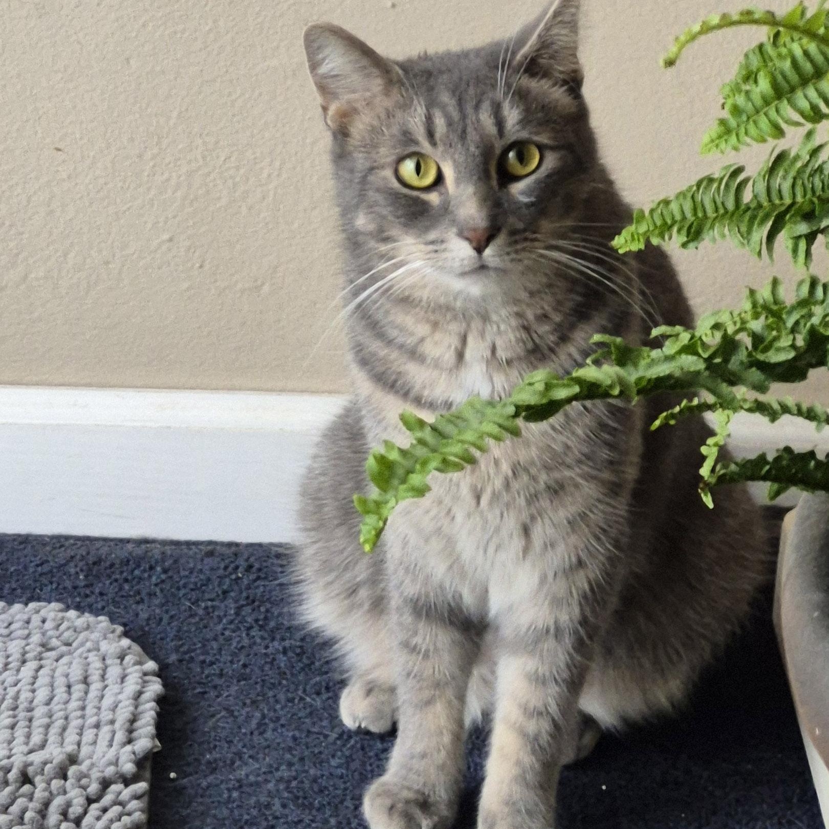 Enlarge Mac, a Adoptable Domestic Short Hair in Royal Oak, MI image 1/5