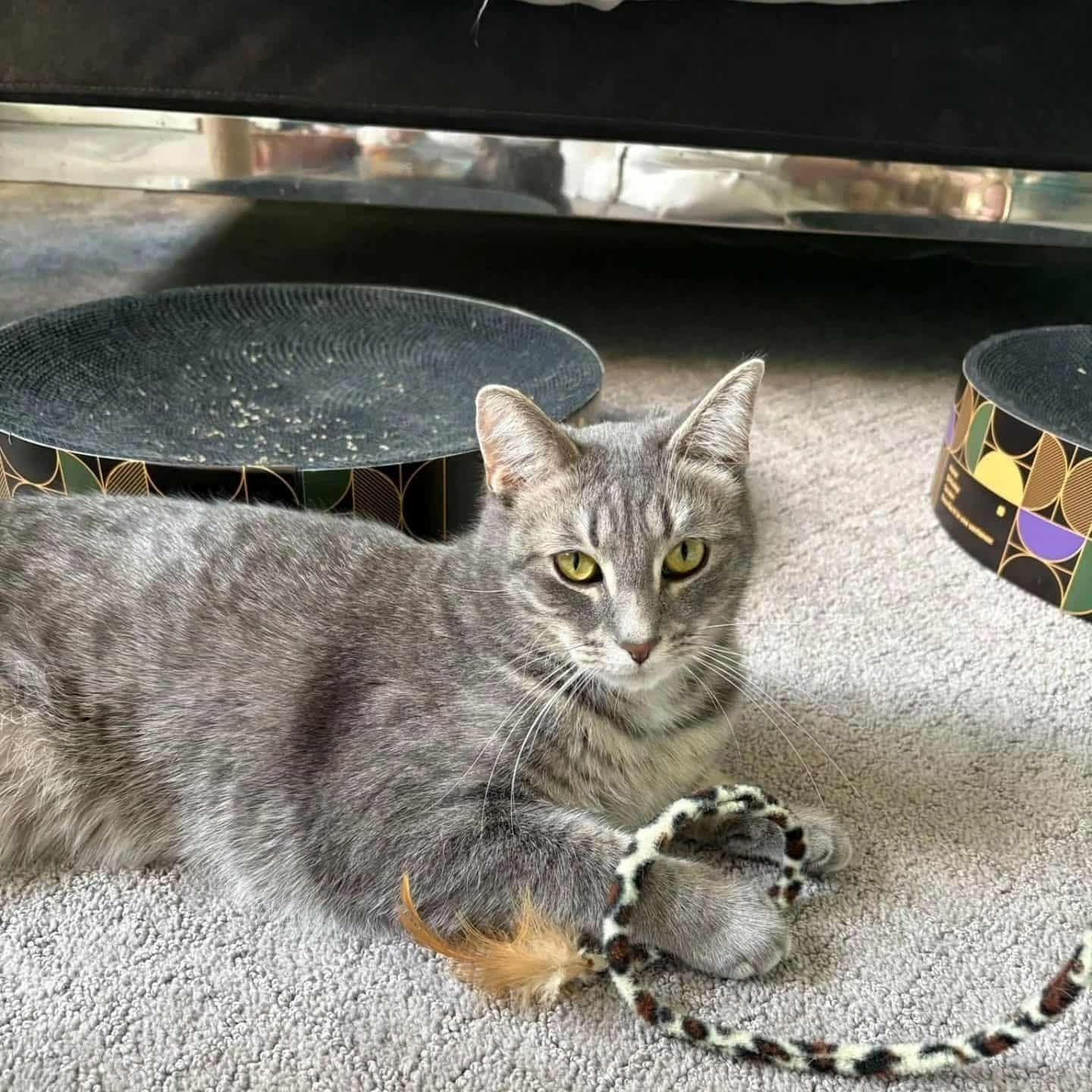 Enlarge Mac, a Adoptable Domestic Short Hair in Royal Oak, MI image 2/5