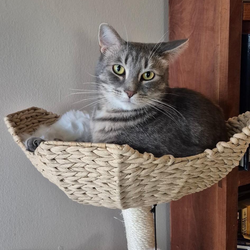 Mac, Adoptable, Young Male Domestic Short Hair.