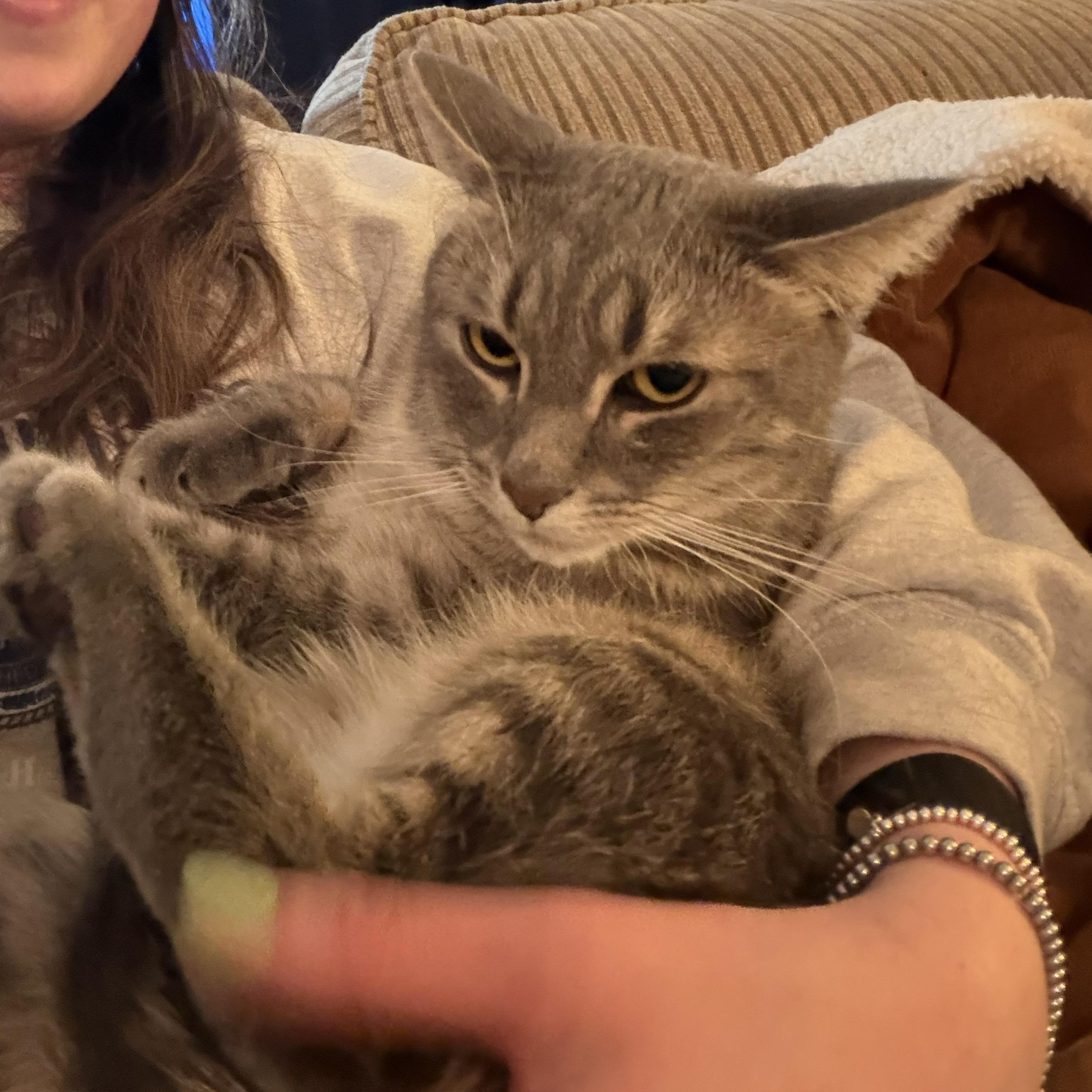 Enlarge Mac, a Adoptable Domestic Short Hair in Royal Oak, MI image 6/6