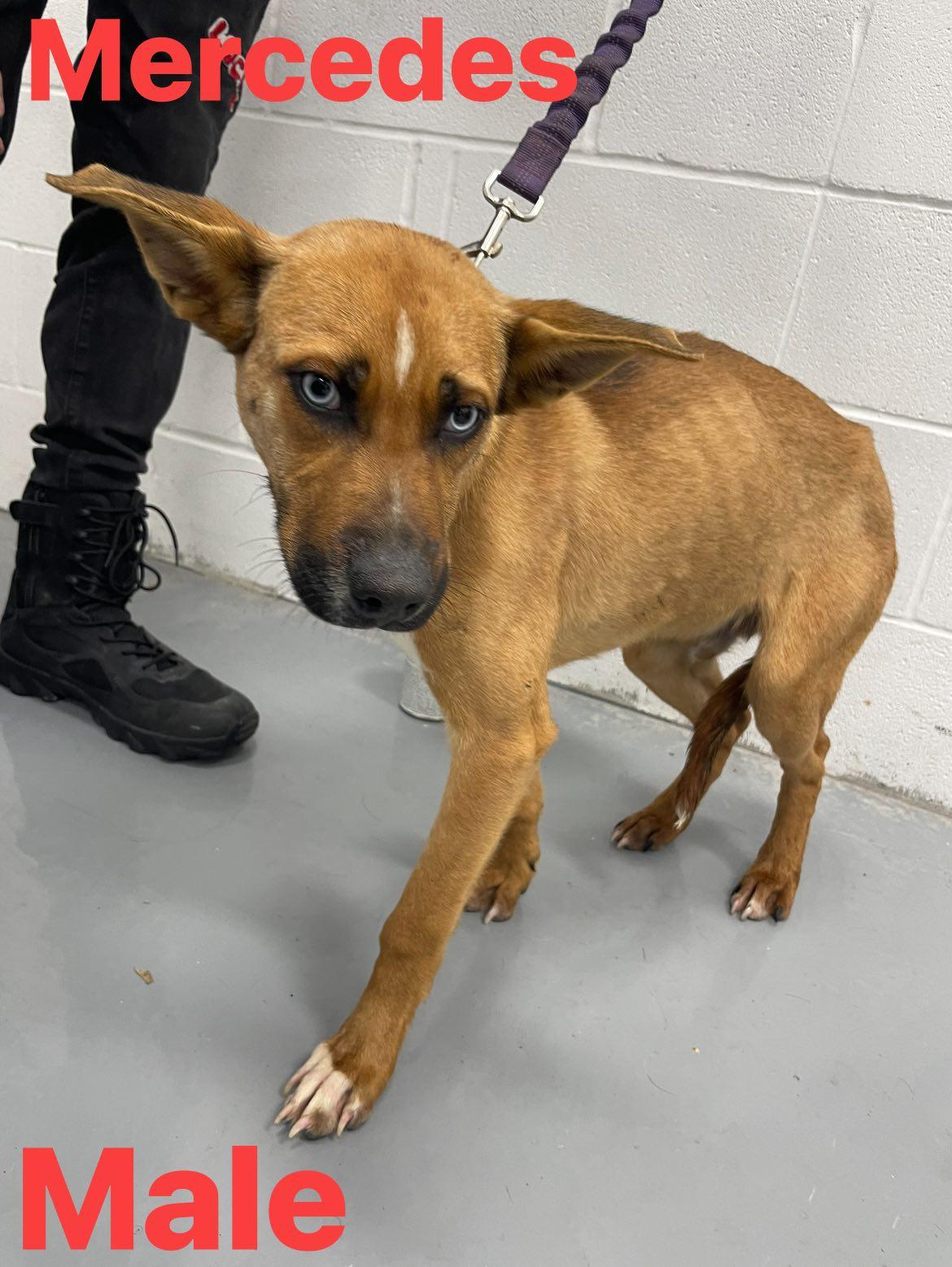 Enlarge Mercedes, an adopted mixed breed in Rushville, IN image 1/1