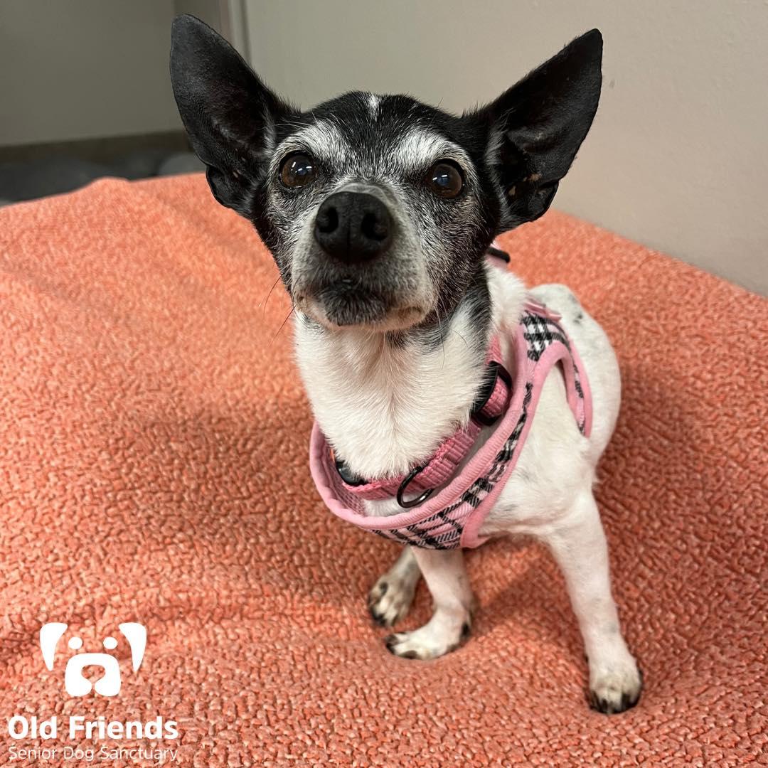 Shiloh, a Adoptable mixed breed in Mount Juliet, TN image 1/3