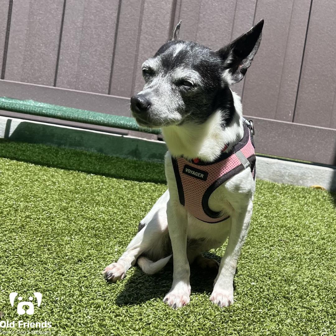 Shiloh, a Adoptable mixed breed in Mount Juliet, TN image 2/3