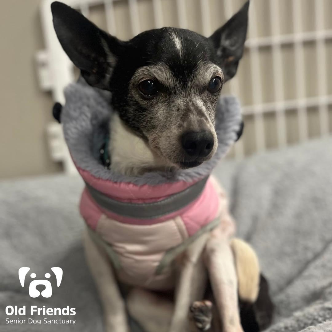 Shiloh, a Adoptable mixed breed in Mount Juliet, TN image 3/3