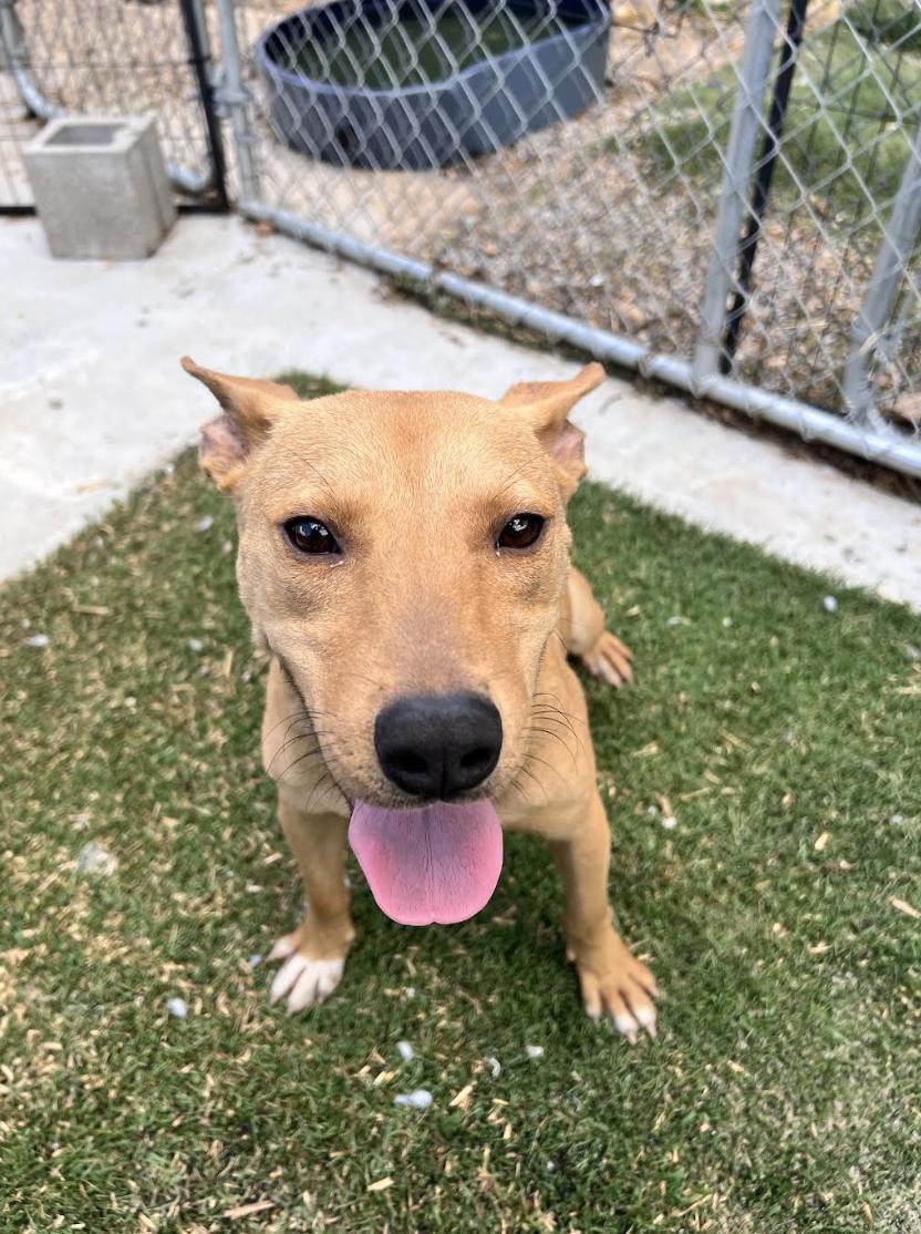 Daisy Doolittle, a Adoptable mixed breed in Woburn, MA image 2/5