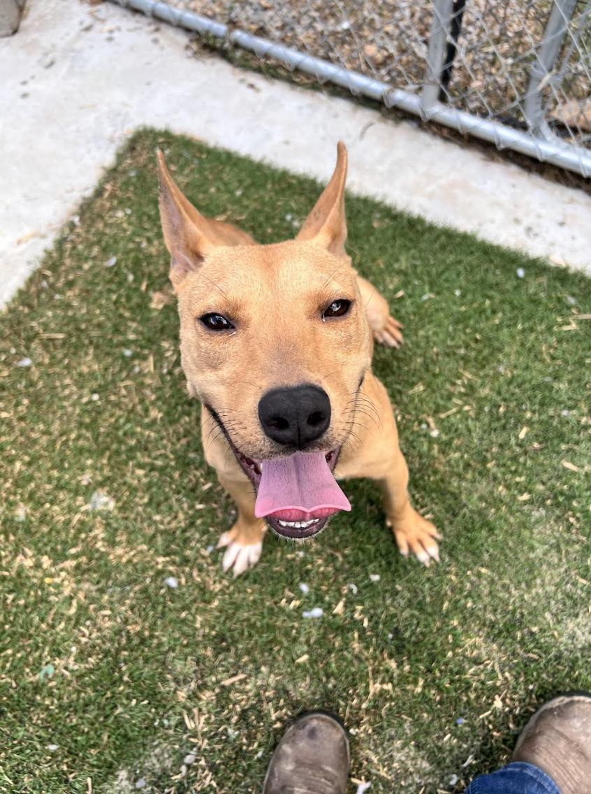 Daisy Doolittle, a Adoptable mixed breed in Woburn, MA image 3/5