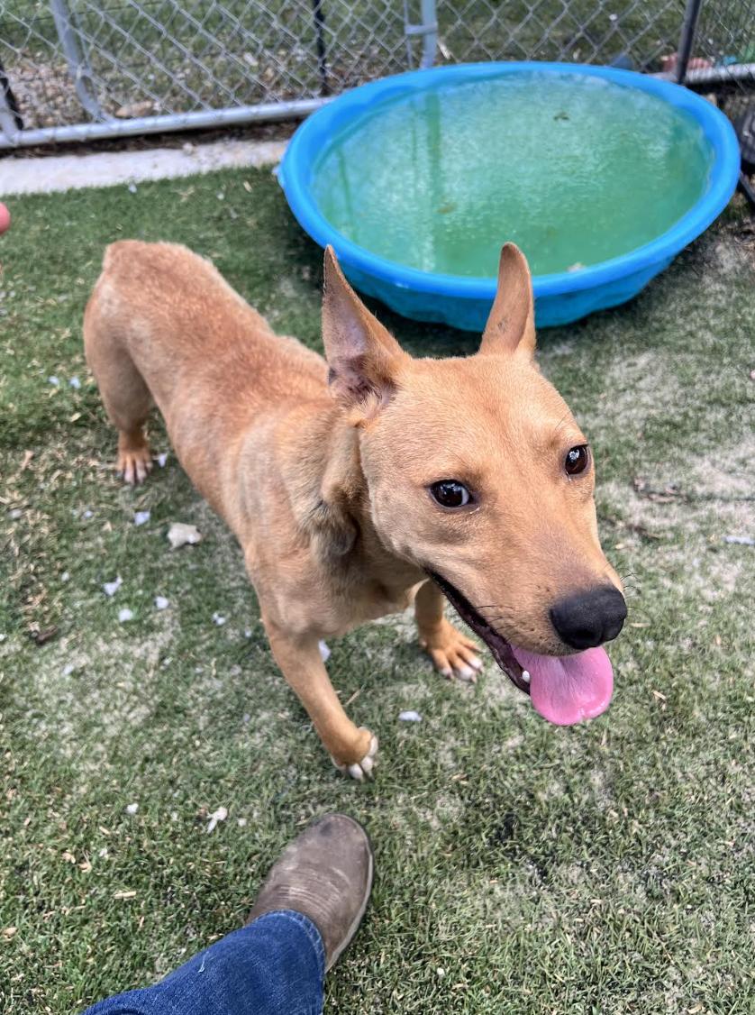 Daisy Doolittle, a Adoptable mixed breed in Woburn, MA image 4/5