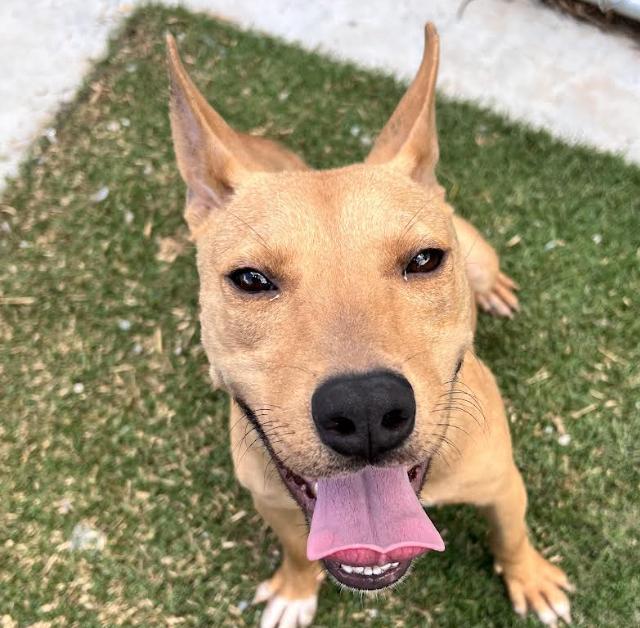 Daisy Doolittle, a Adoptable mixed breed in Woburn, MA image 1/5