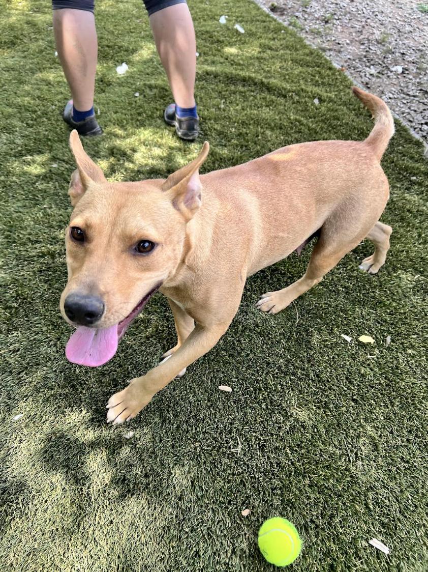 Daisy Doolittle, a Adoptable mixed breed in Woburn, MA image 5/5