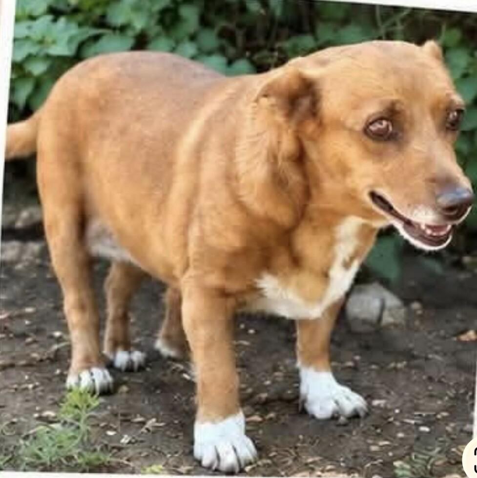 Honey, Adoptable, Senior Female Cardigan Welsh Corgi.
