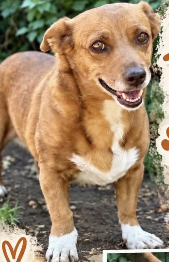 Enlarge Honey, a Adoptable Cardigan Welsh Corgi in Windsor, CO image 3/3