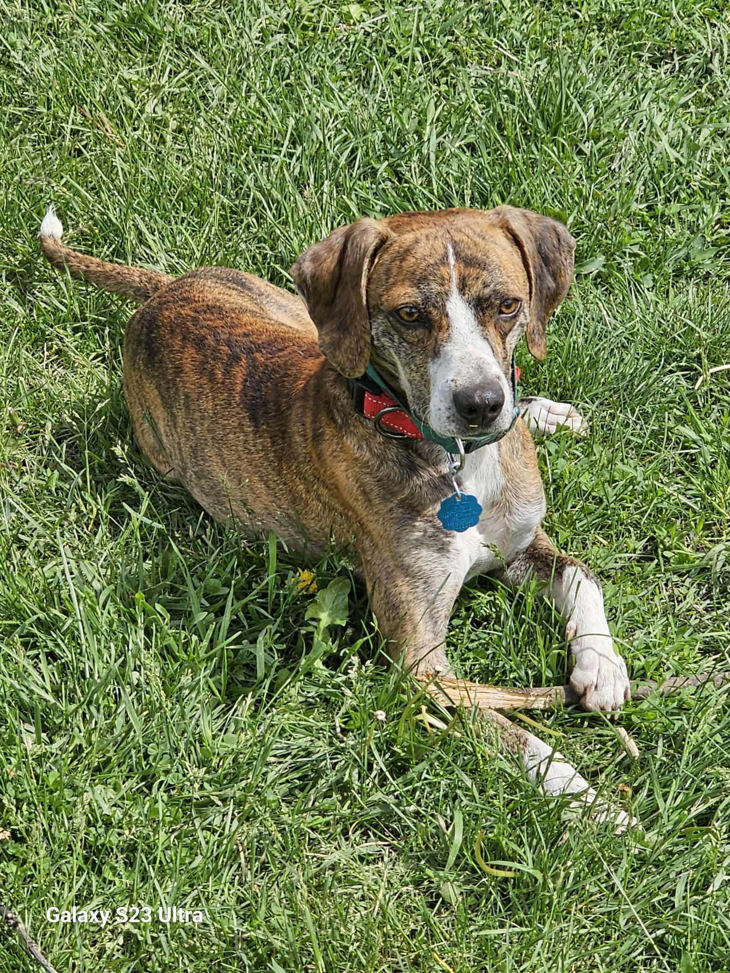 Monty, a Adoptable Plott Hound in Waterloo, IA image 1/2