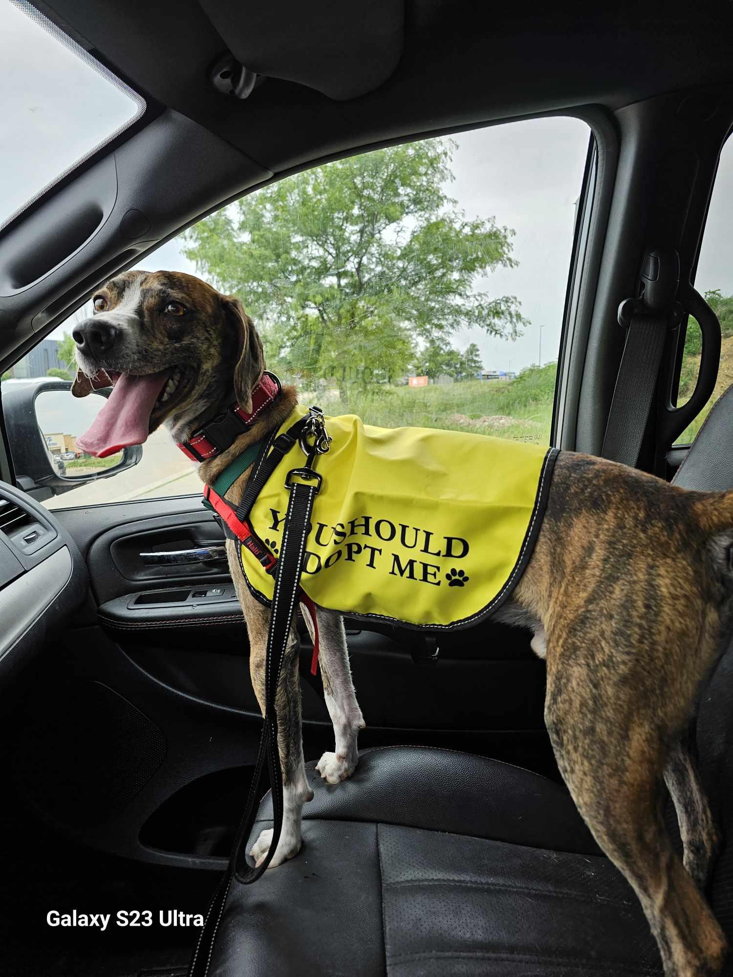 Monty, a Adoptable Plott Hound in Waterloo, IA image 2/2