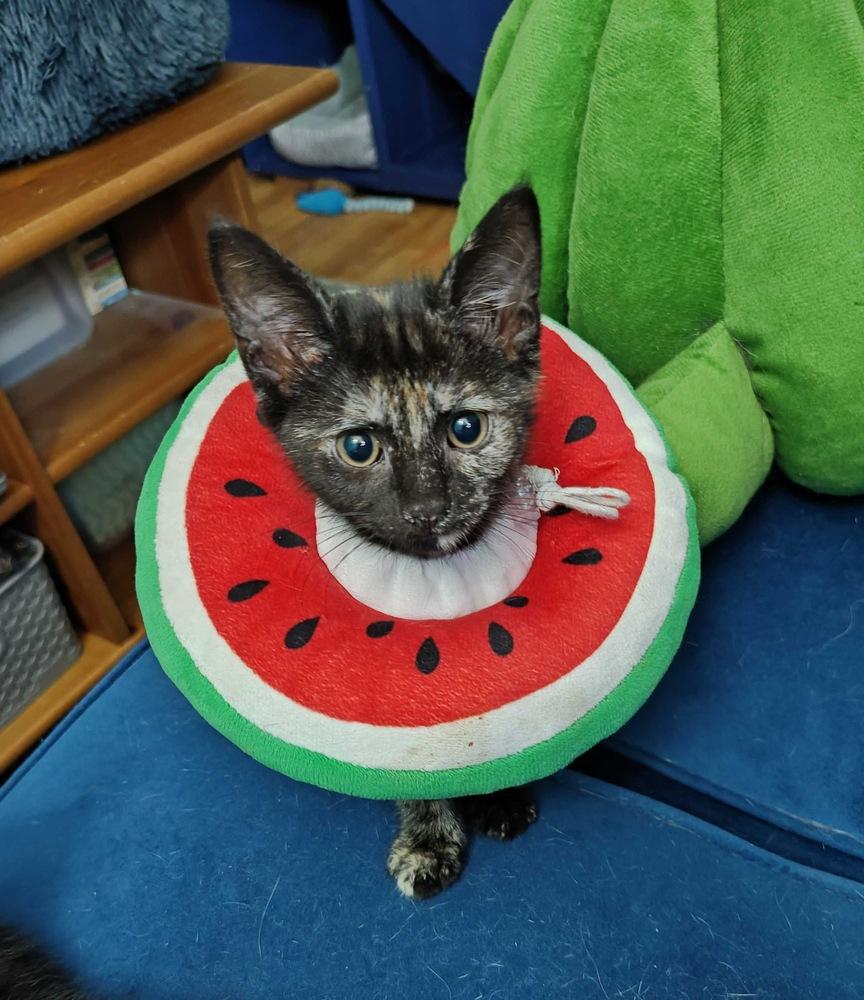Mercedes, Adoptable, Kitten Female Domestic Short Hair.