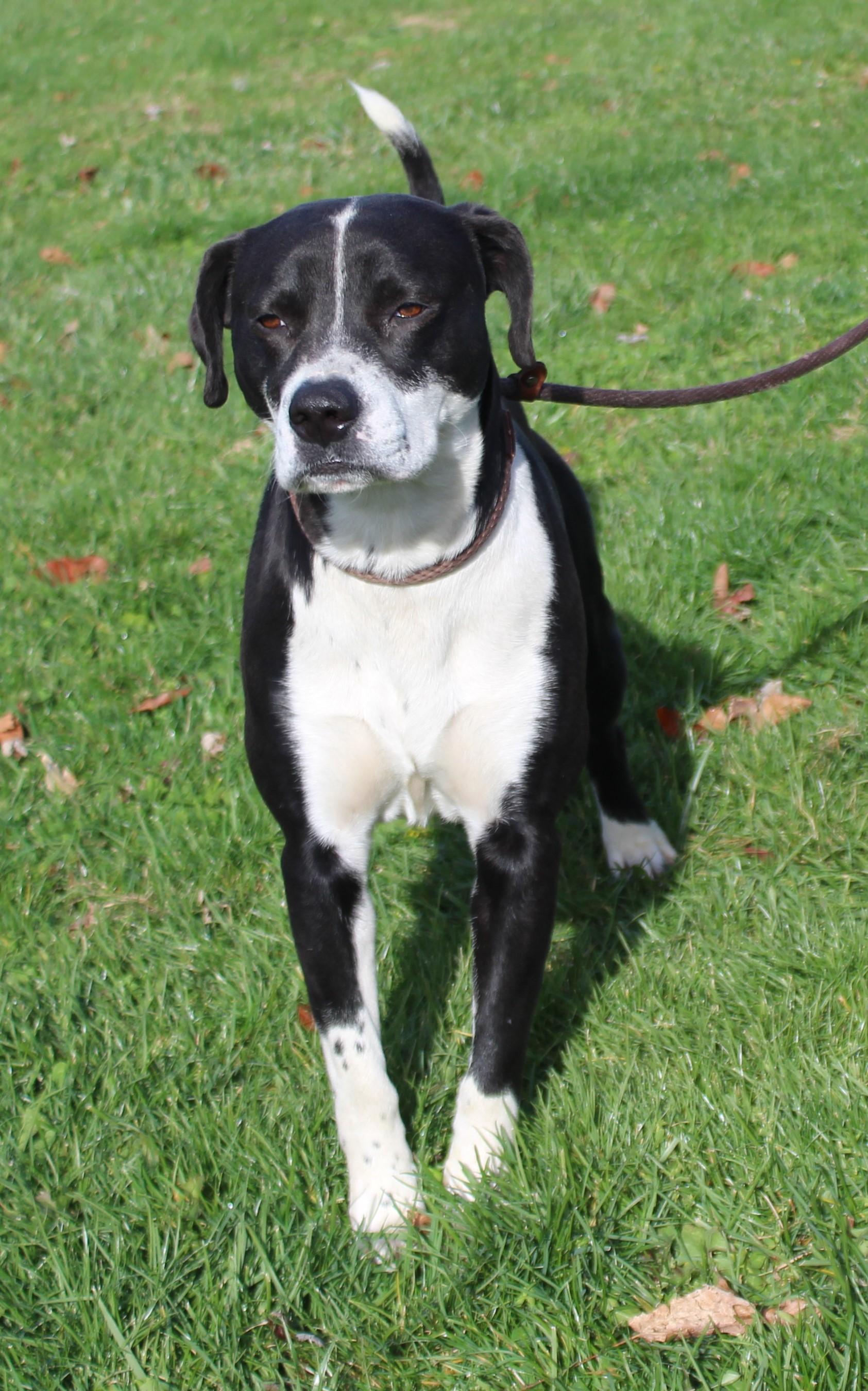 Charlie (9349), a Adoptable mixed breed in Heath, OH image 2/2