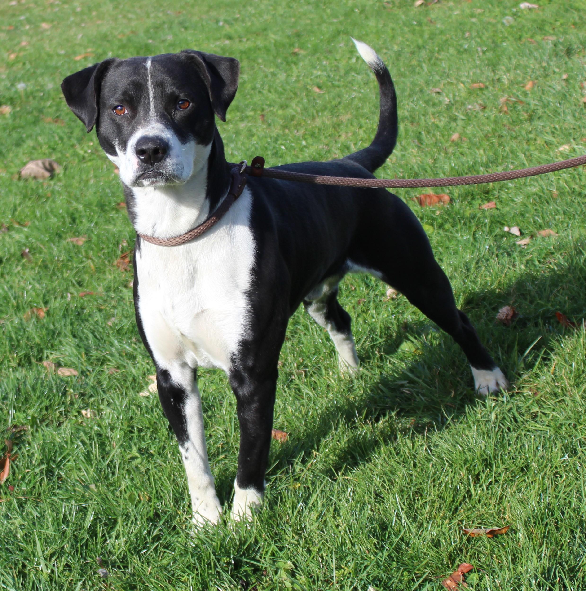 Charlie (9349), a Adoptable mixed breed in Heath, OH image 1/2