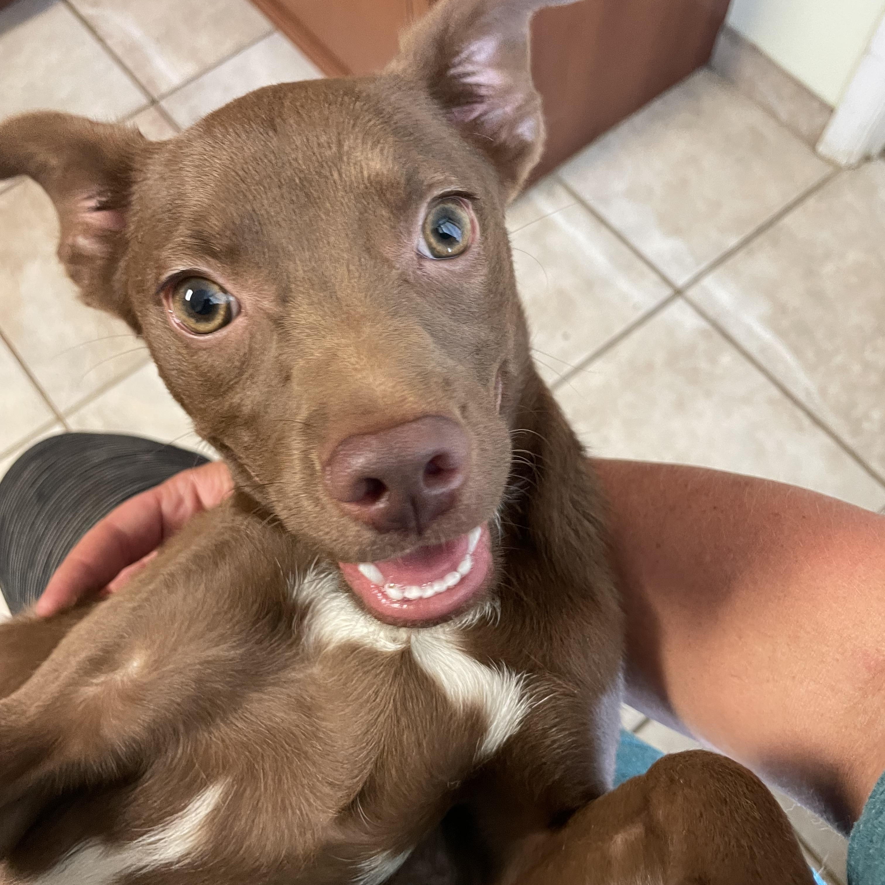 Piper