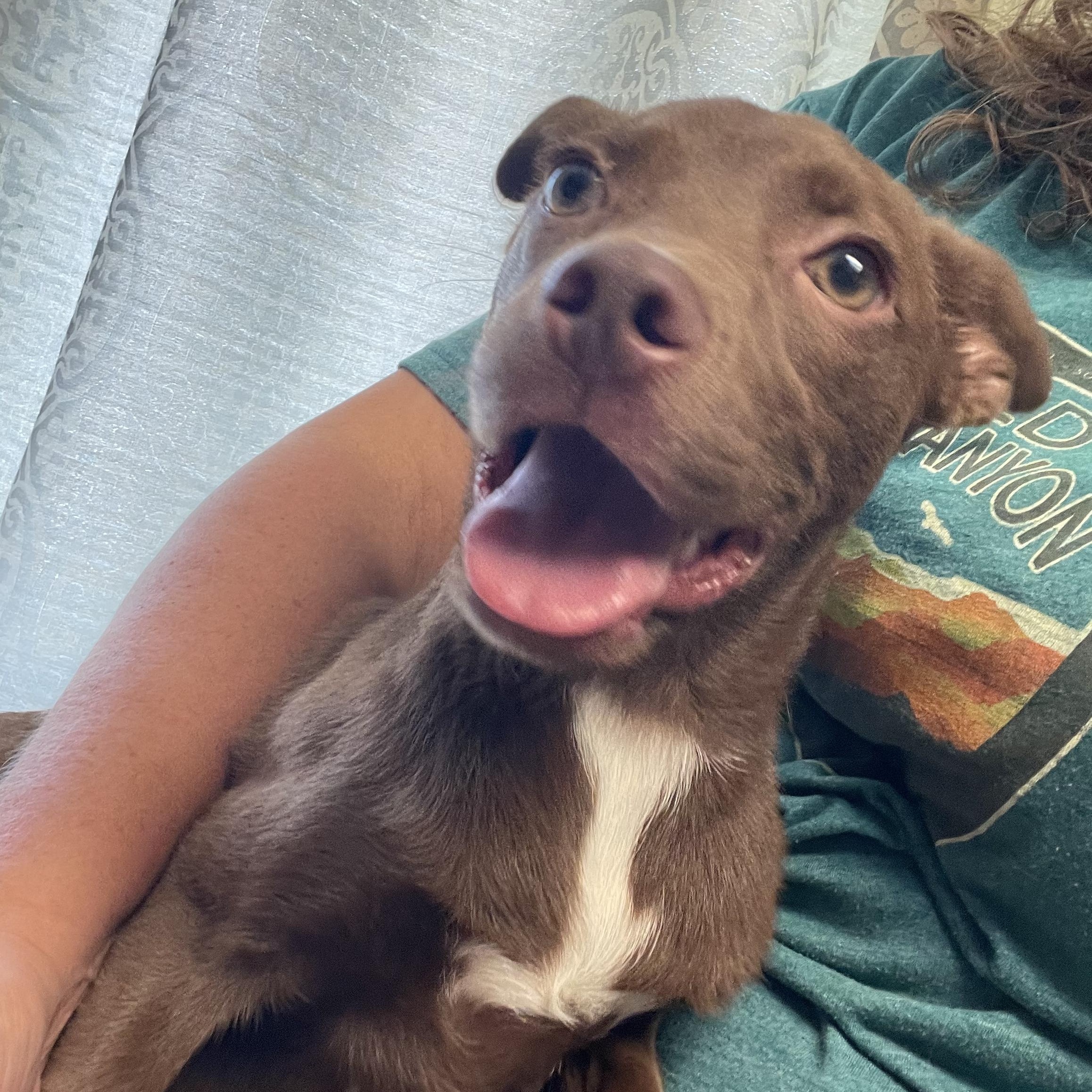 Piper