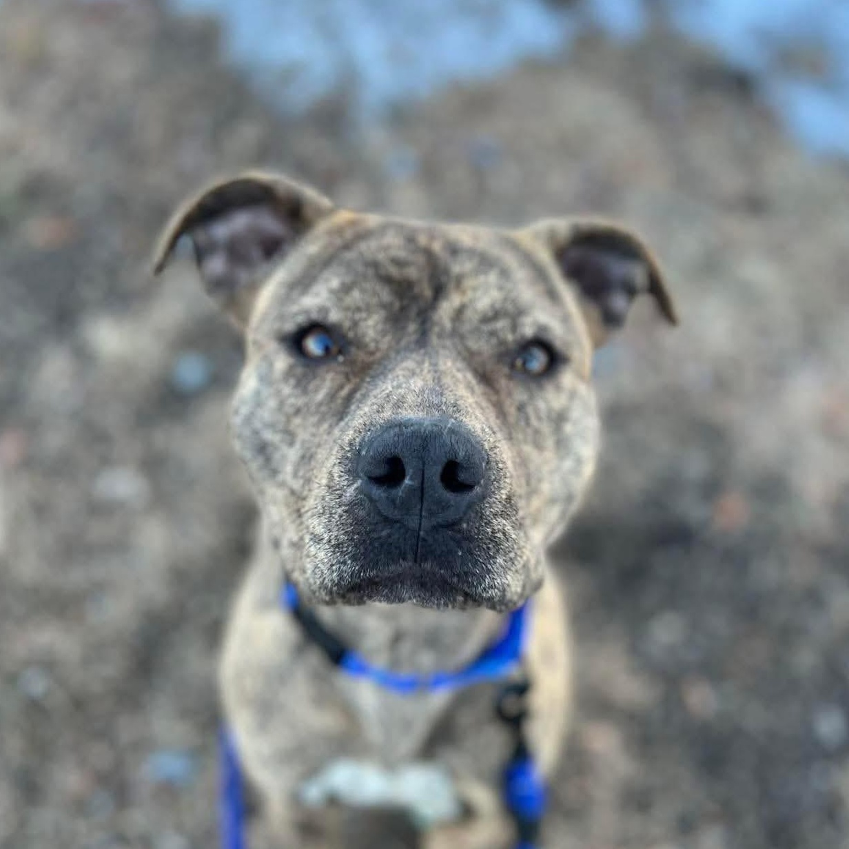 Enlarge Nayla, a ADOPTABLE Mixed Breed in Highland, NY image 2/5