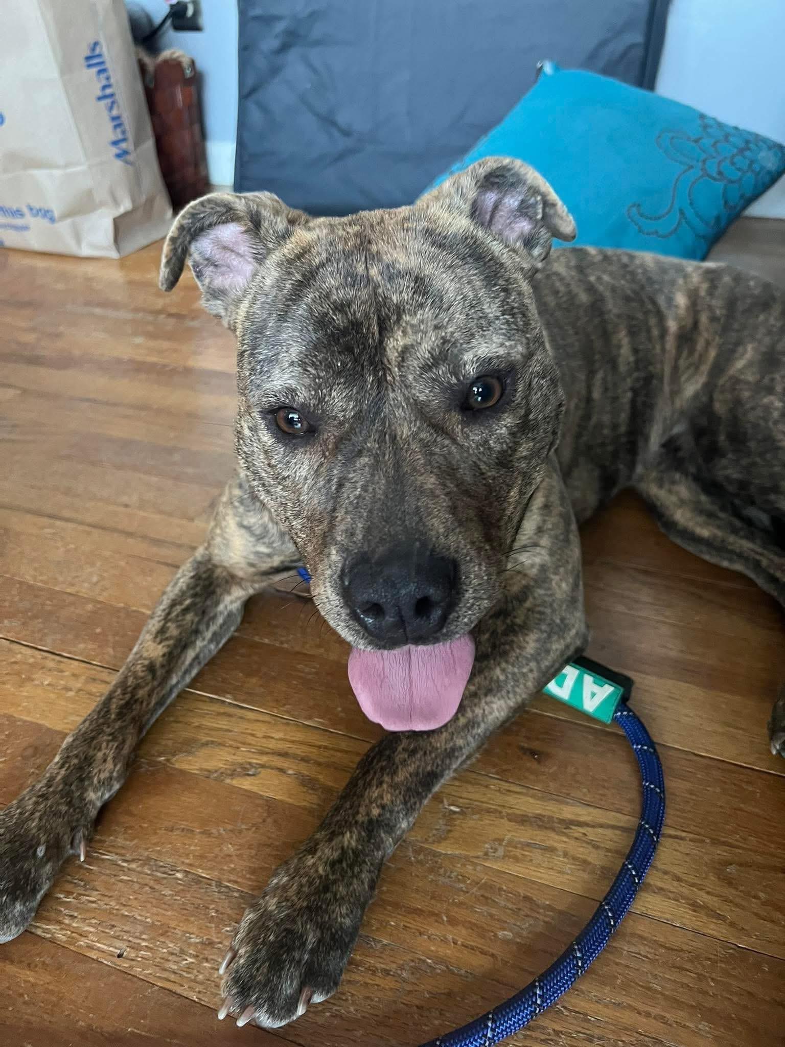 Enlarge Nayla, a ADOPTABLE Mixed Breed in Highland, NY image 5/5