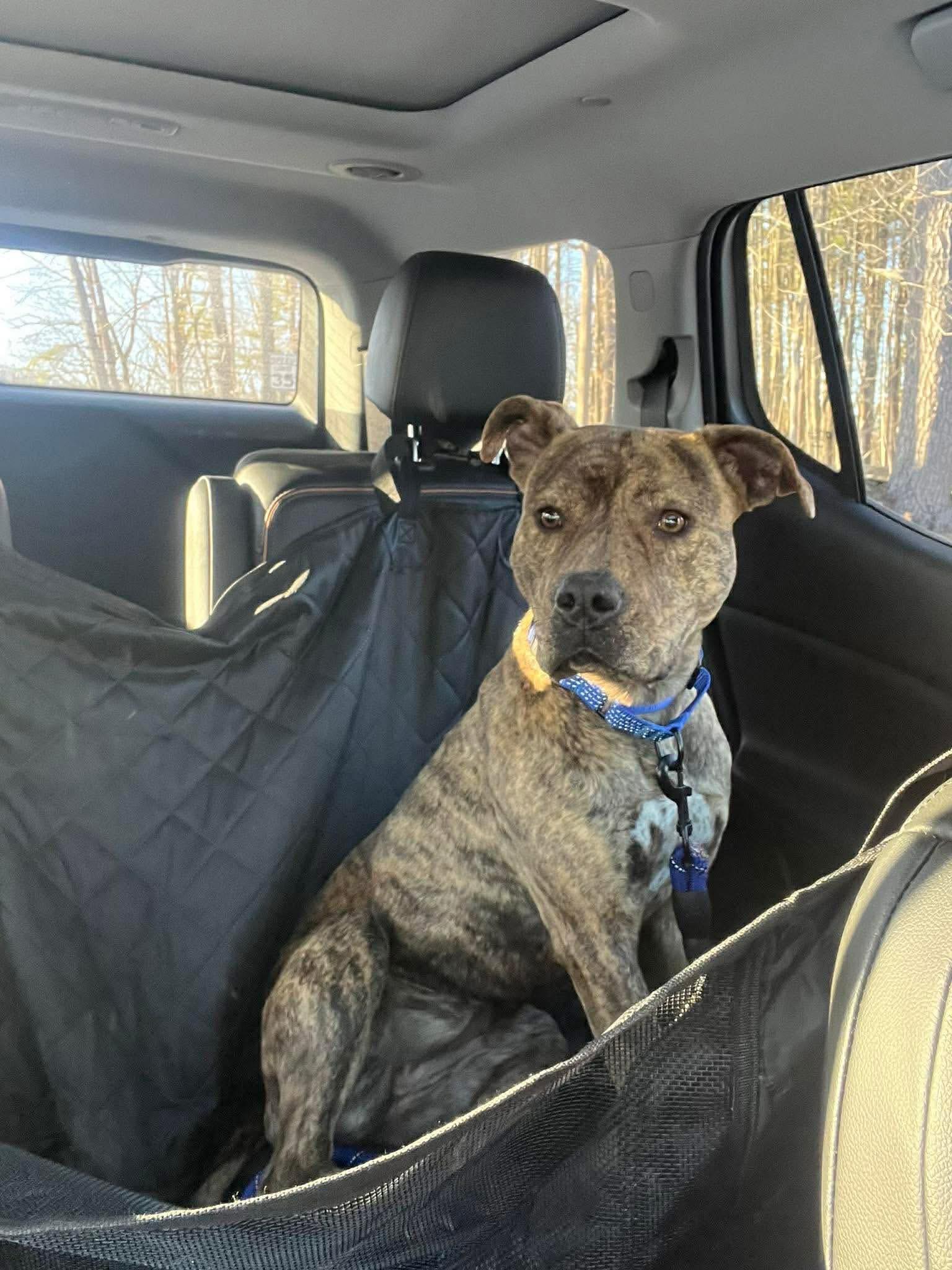 Enlarge Nayla, a ADOPTABLE Mixed Breed in Highland, NY image 3/5