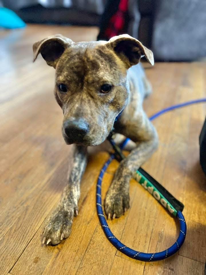 Enlarge Nayla, a ADOPTABLE Mixed Breed in Highland, NY image 4/5