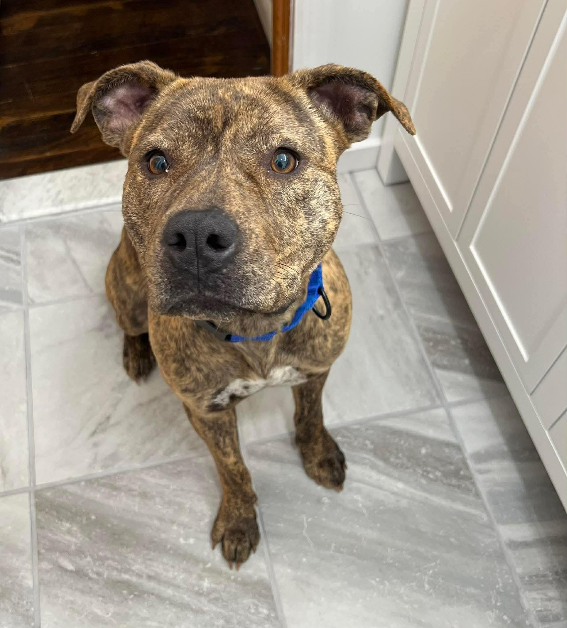 Enlarge Nayla, a ADOPTABLE Mixed Breed in Highland, NY image 1/5