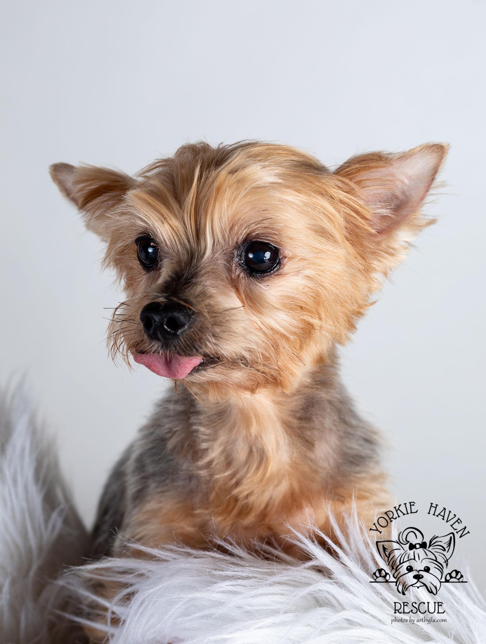 Enlarge Lexi, a Adoptable Yorkshire Terrier in Baton Rouge, LA image 1/6