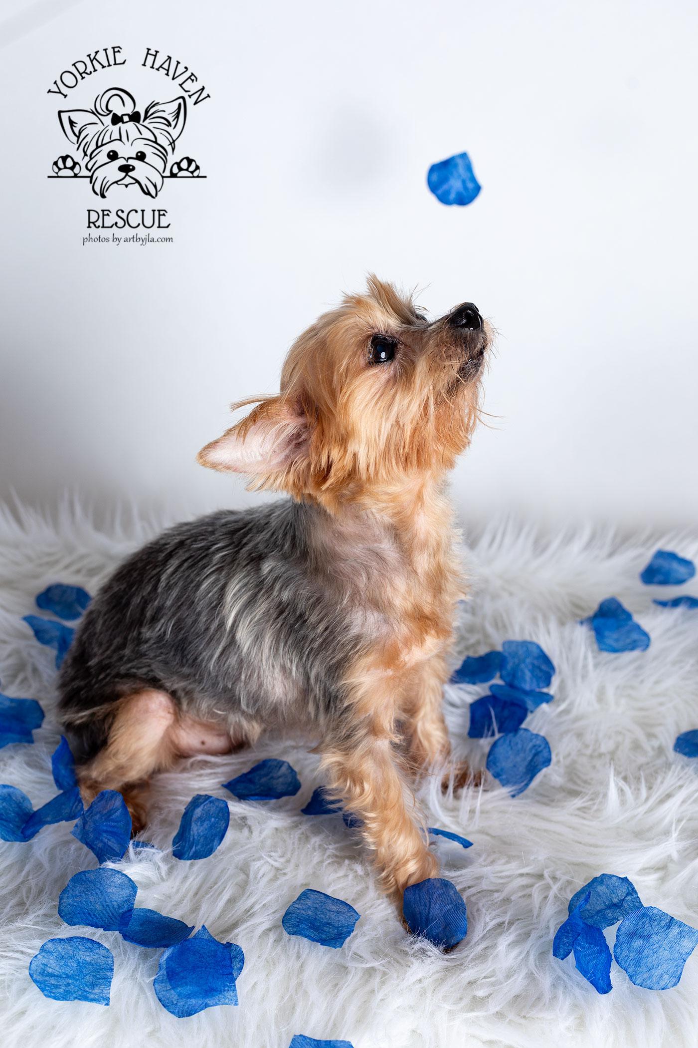 Enlarge Lexi, a Adoptable Yorkshire Terrier in Baton Rouge, LA image 2/6