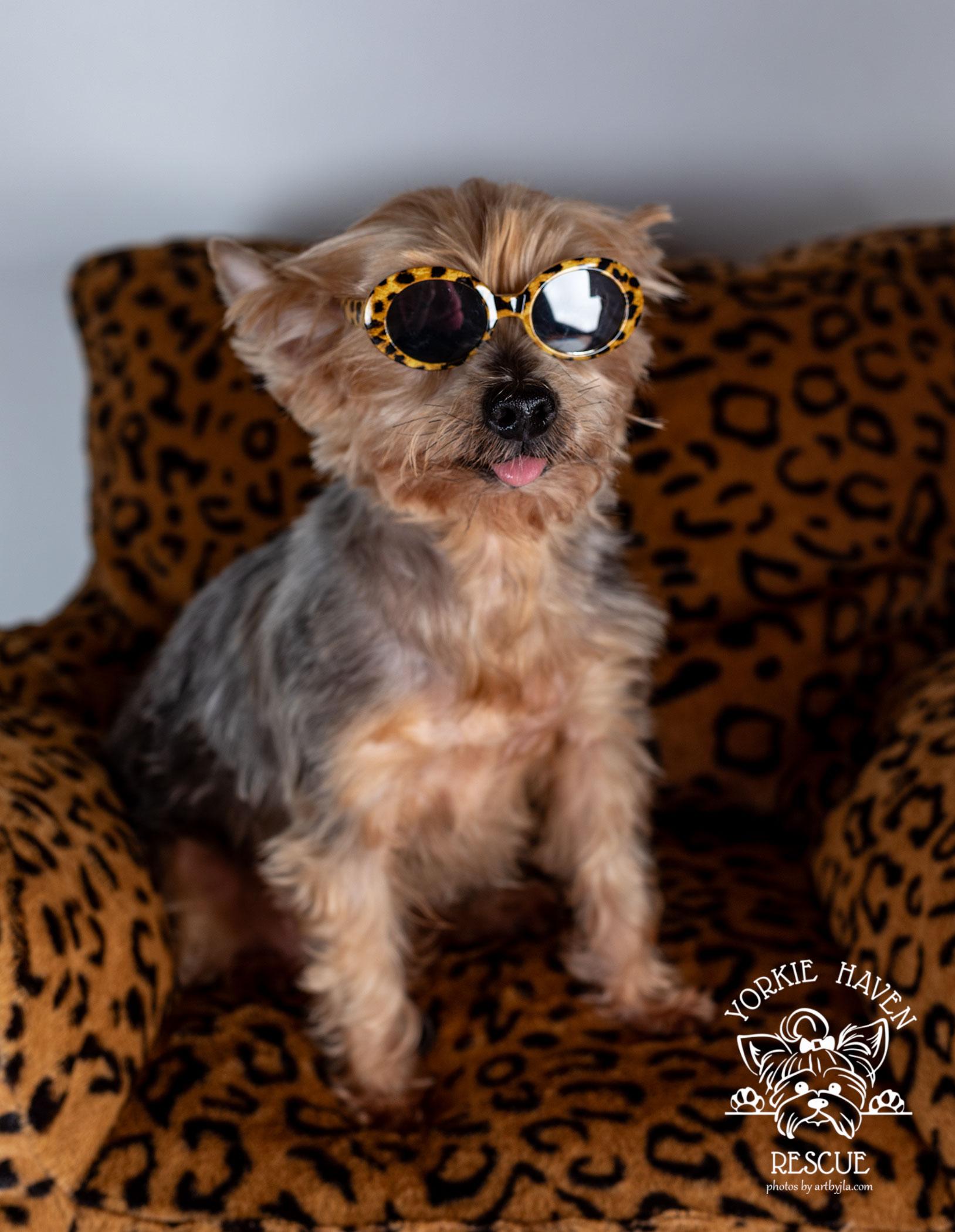 Enlarge Lexi, a Adoptable Yorkshire Terrier in Baton Rouge, LA image 4/6
