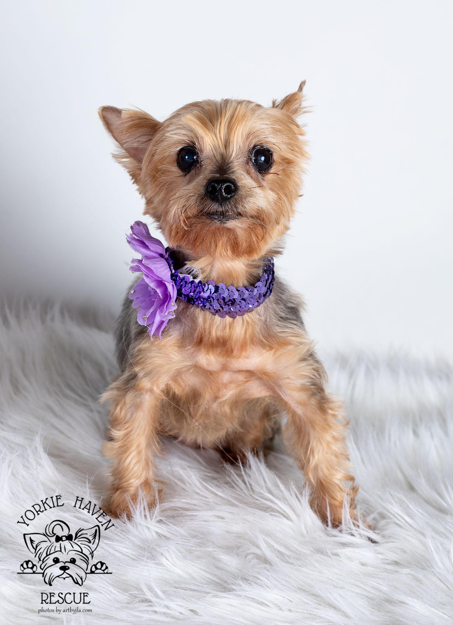 Enlarge Lexi, a Adoptable Yorkshire Terrier in Baton Rouge, LA image 5/6