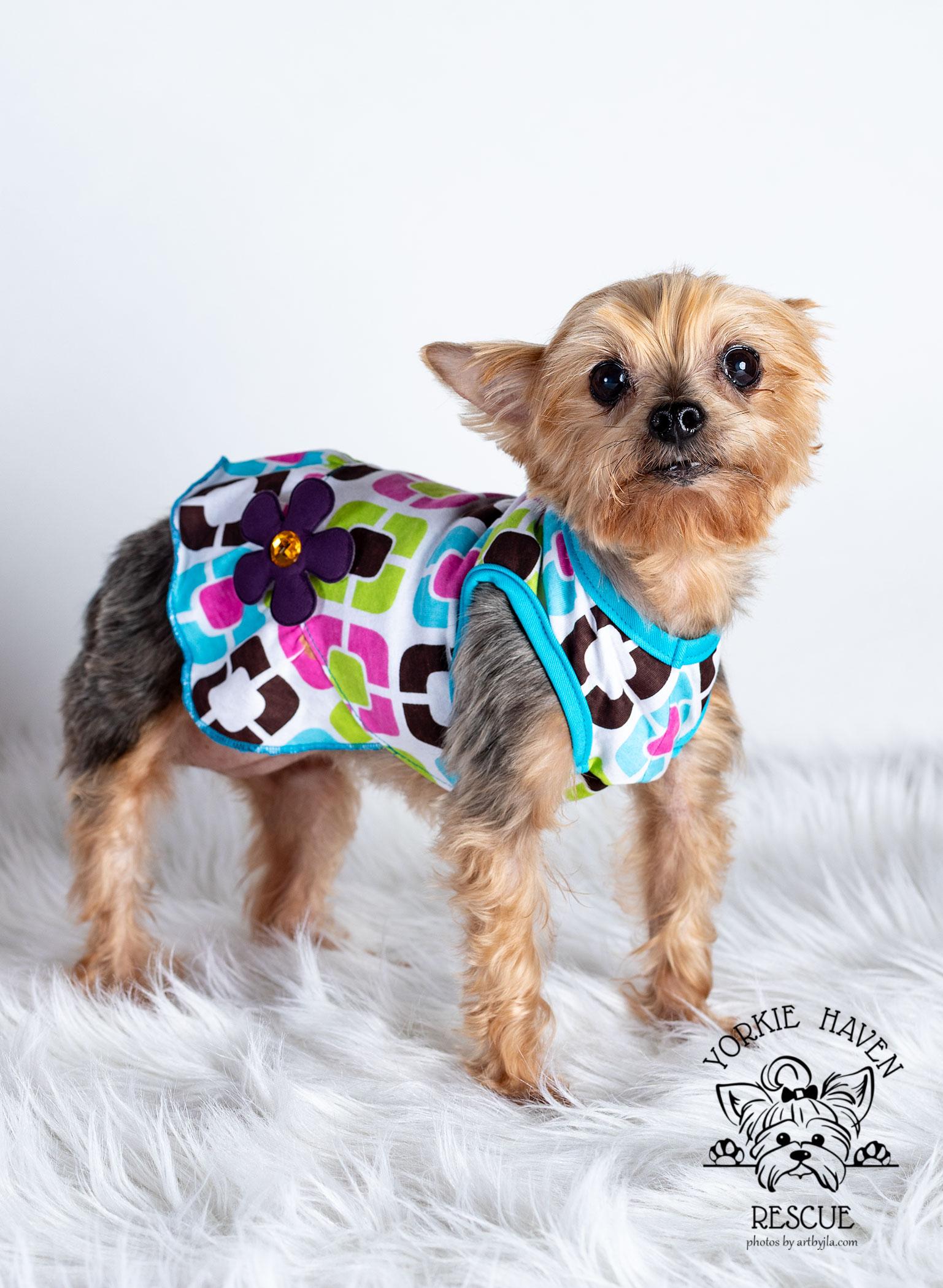Enlarge Lexi, a Adoptable Yorkshire Terrier in Baton Rouge, LA image 6/6
