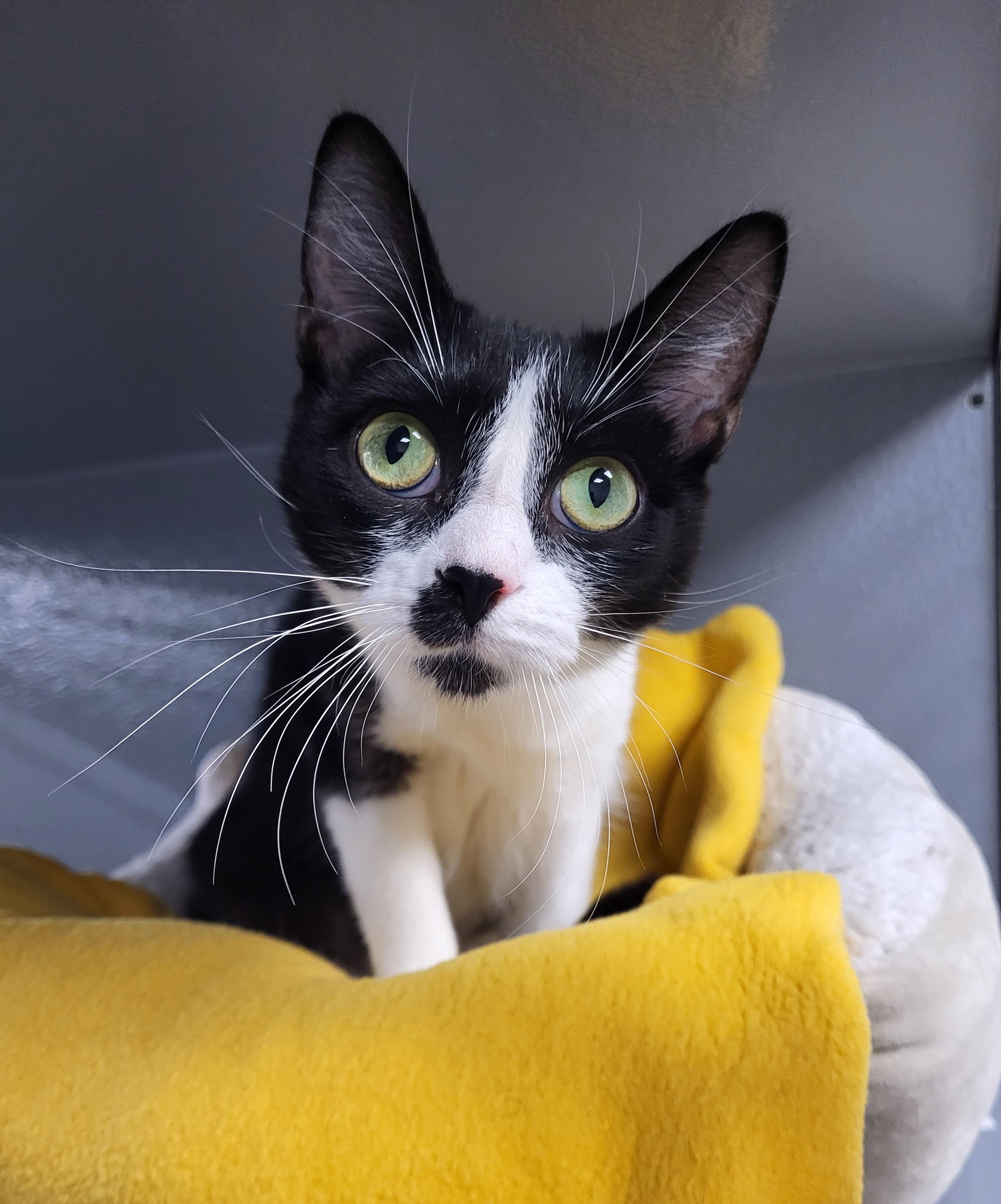 Enlarge Pebbles, an adopted Domestic Short Hair in Grayslake, IL image 2/3