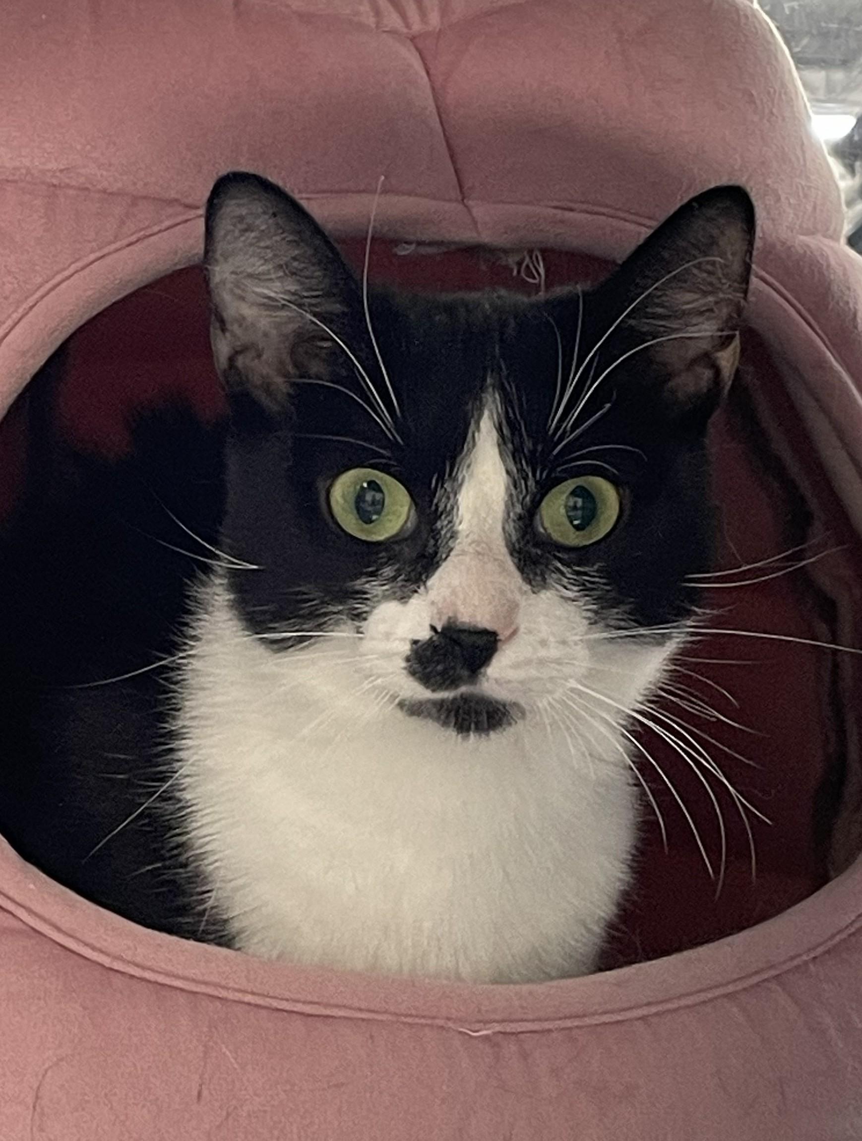 Pebbles, adopted, Adult Female Domestic Short Hair.