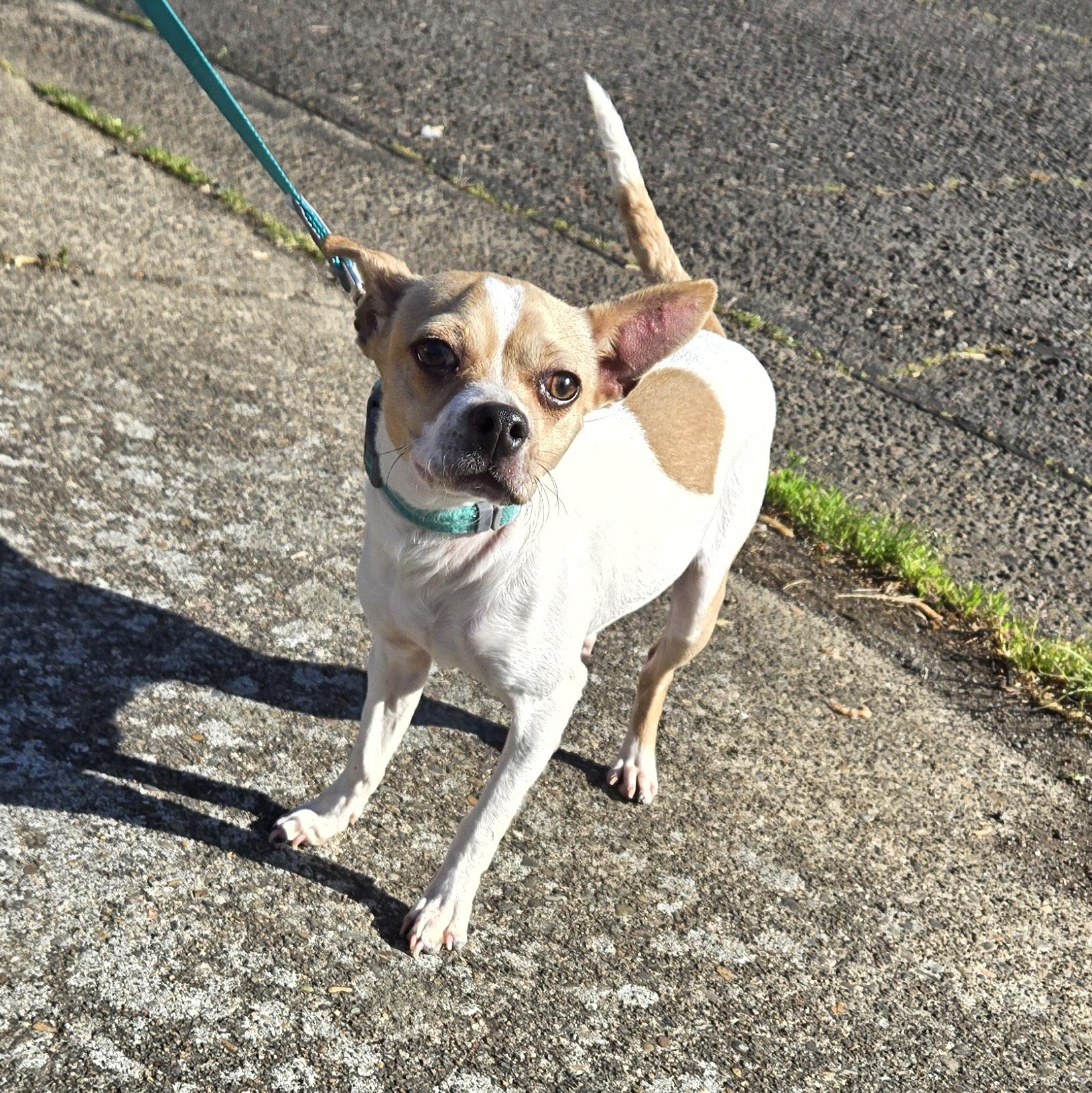 Enlarge Undyne, a ADOPTABLE mixed breed in Eugene, OR image 2/3