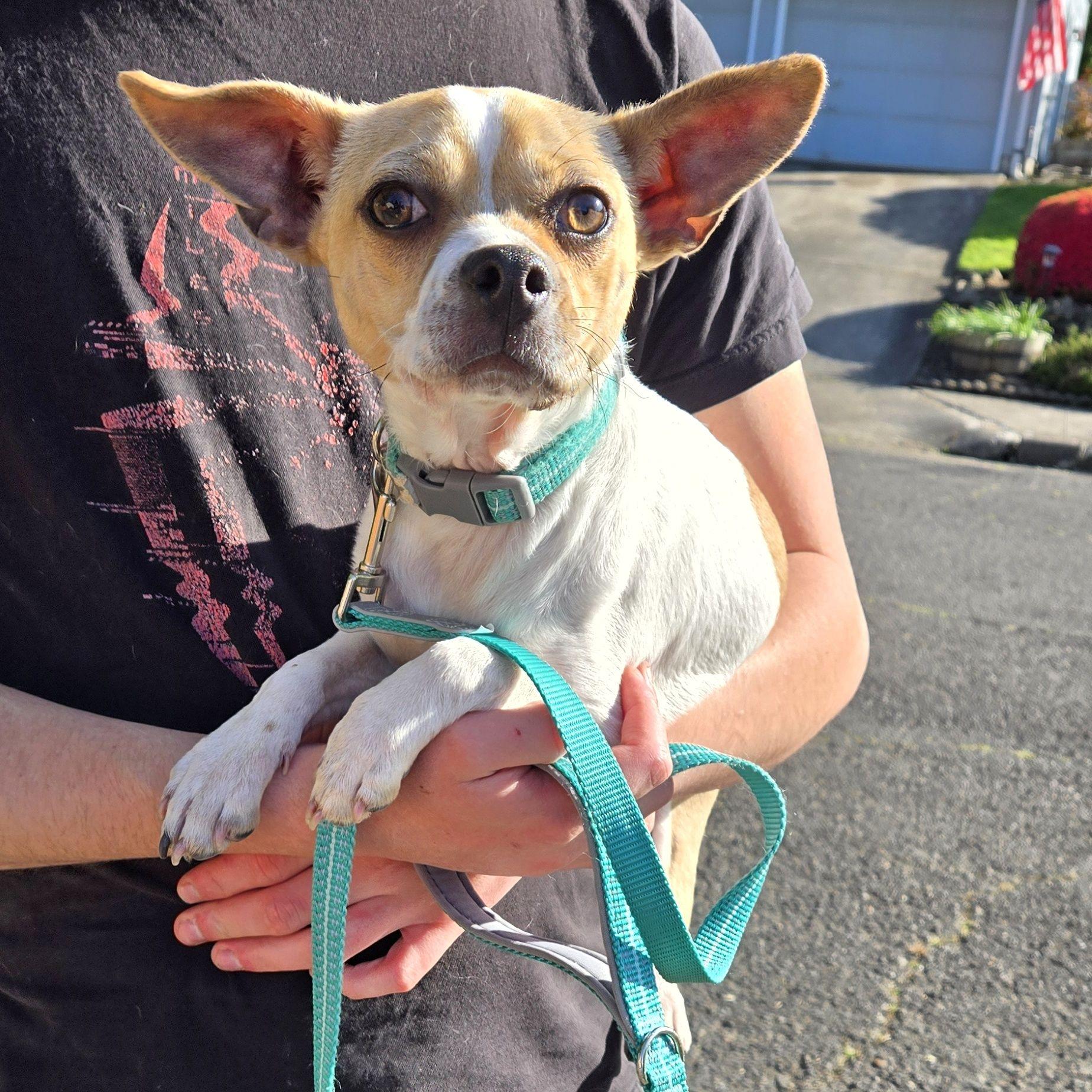 Undyne, ADOPTABLE, Young Female Chihuahua.