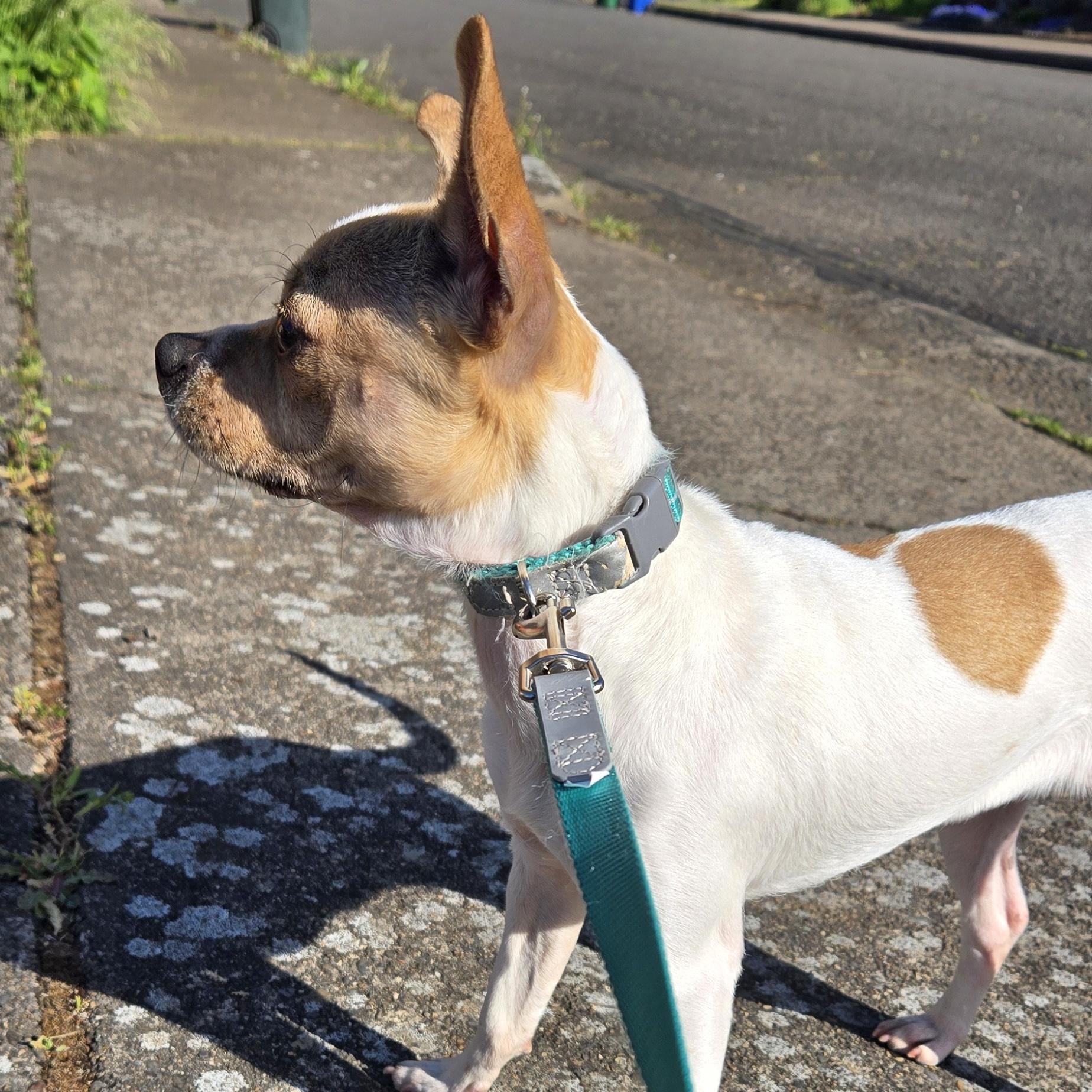 Enlarge Undyne, a ADOPTABLE mixed breed in Eugene, OR image 3/3