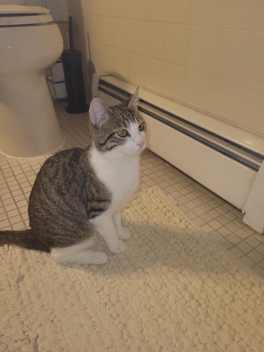 Enlarge Sylvie, an adoptable Domestic Short Hair in Brick, NJ image 1/3