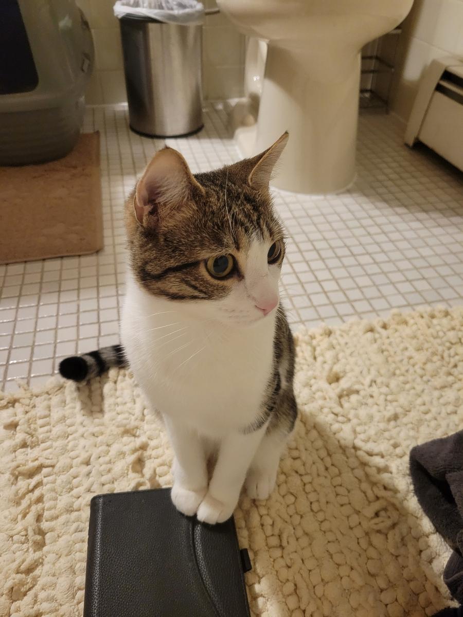 Enlarge Sylvie, an adoptable Domestic Short Hair in Brick, NJ image 2/3