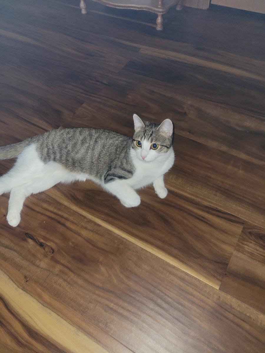 Enlarge Sylvie, an adoptable Domestic Short Hair in Brick, NJ image 3/3