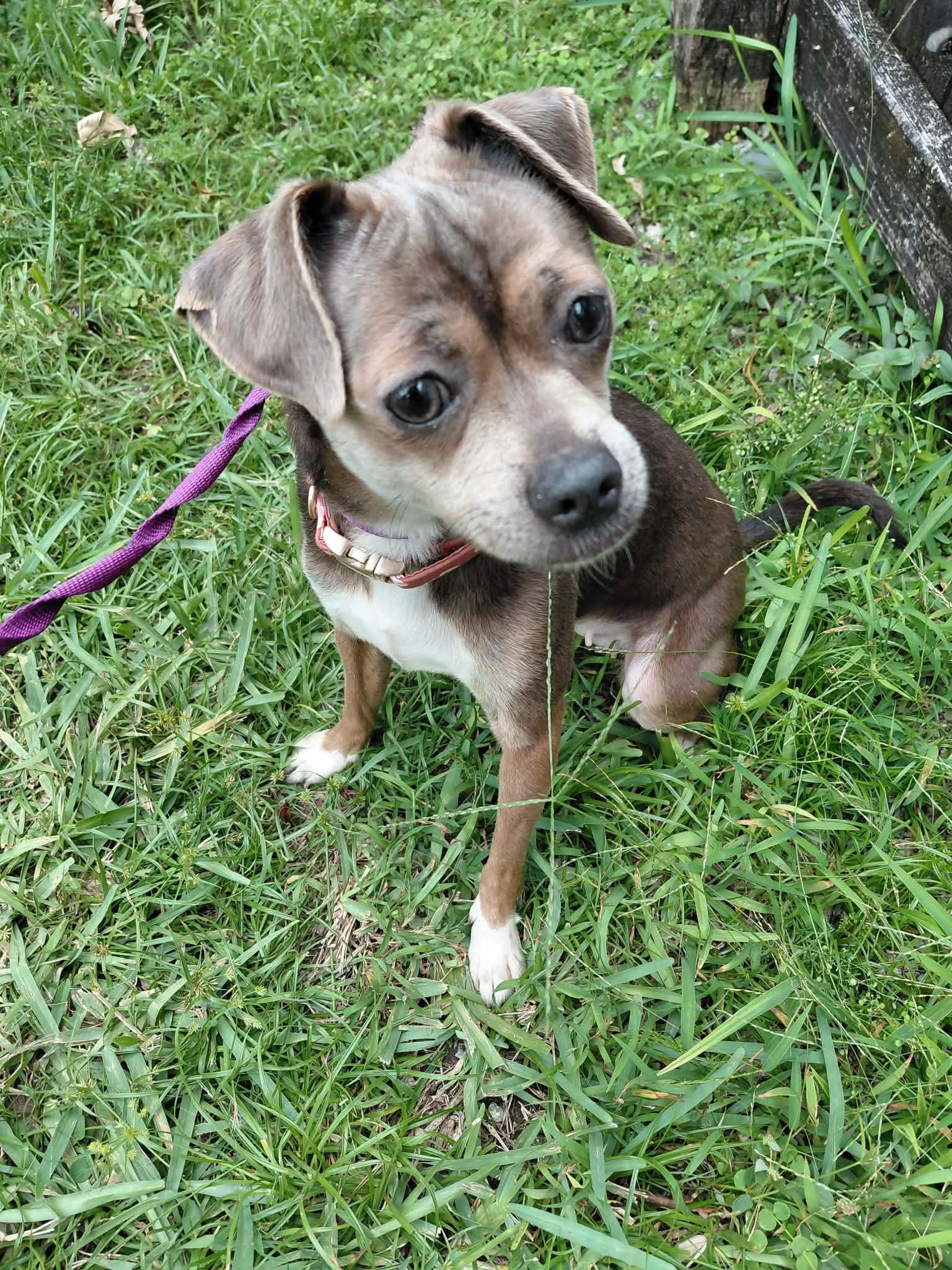 Enlarge Talia, a ADOPTABLE Rat Terrier in Jacksonville, FL image 1/1
