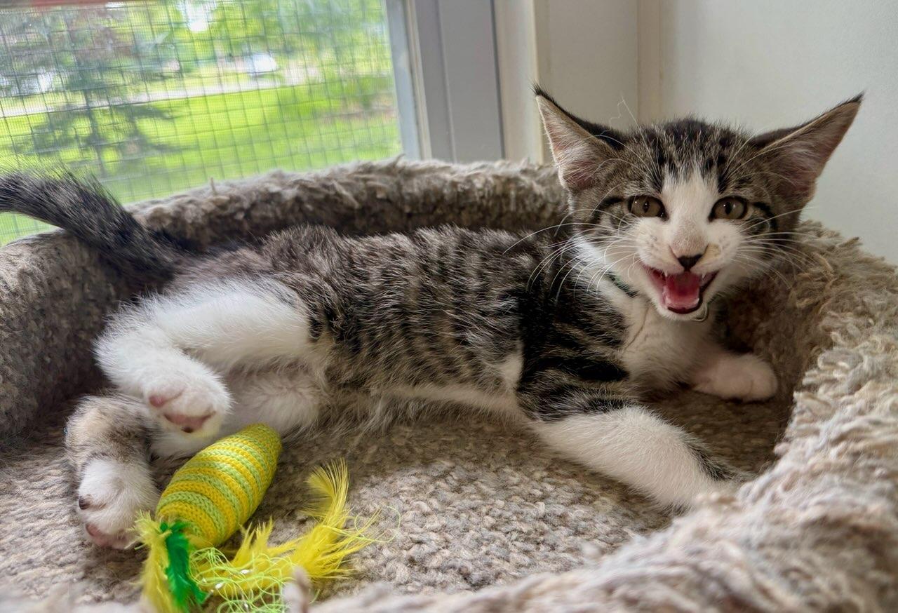 Fred, a ADOPTABLE Domestic Short Hair in Ashland, OH image 3/4