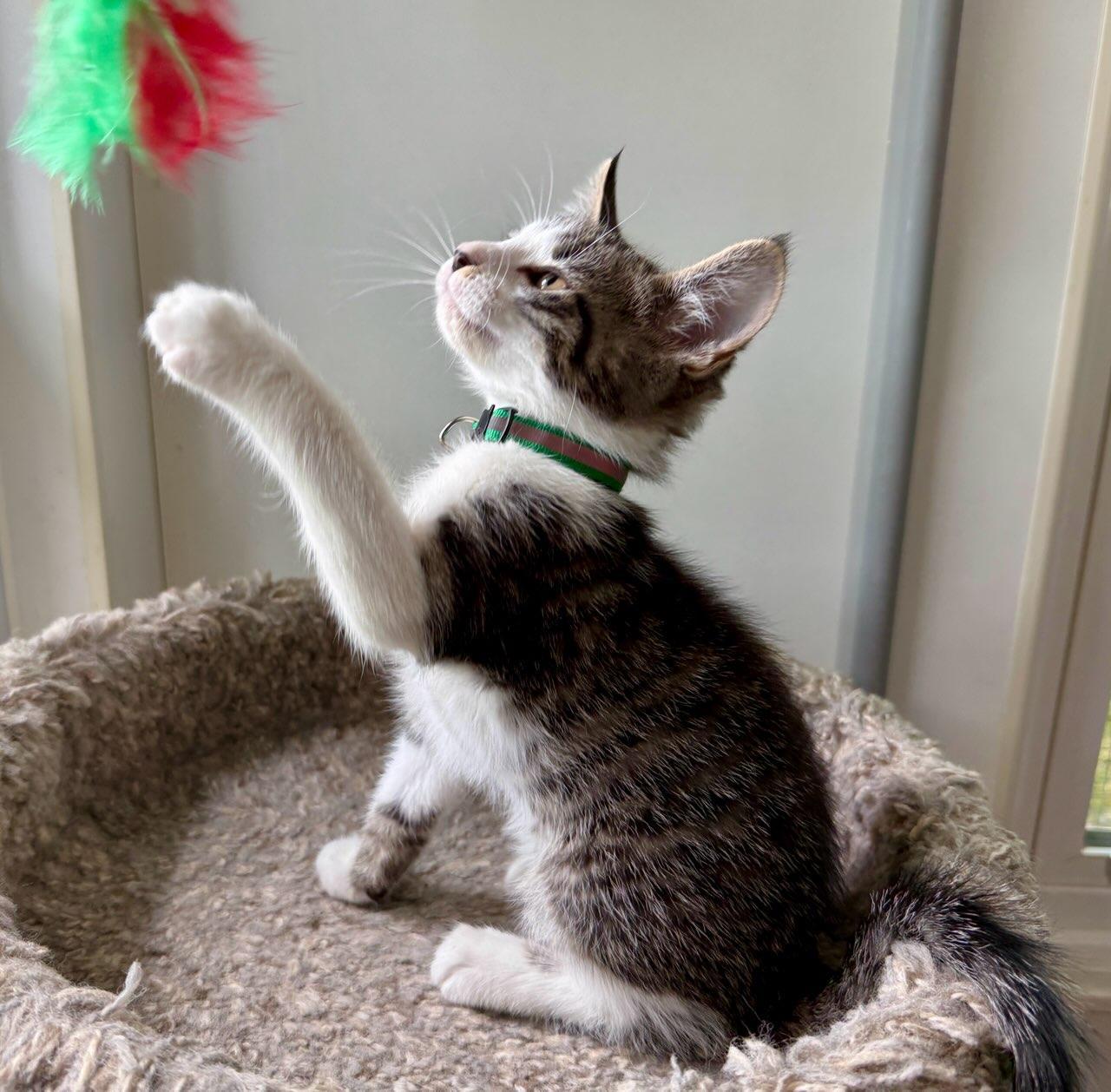 Fred, a ADOPTABLE Domestic Short Hair in Ashland, OH image 2/4
